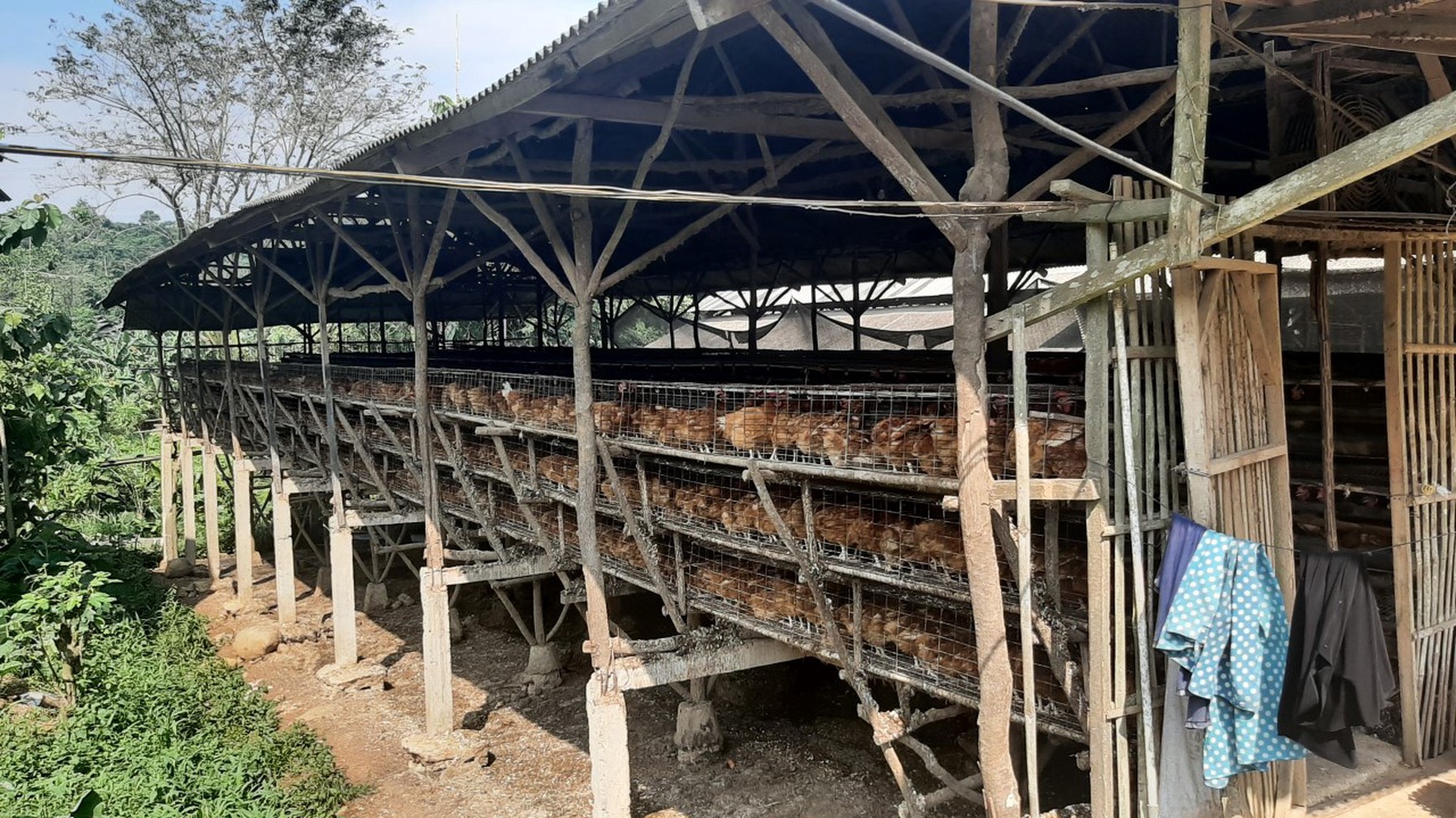 Peternakan Ayam di Bogor