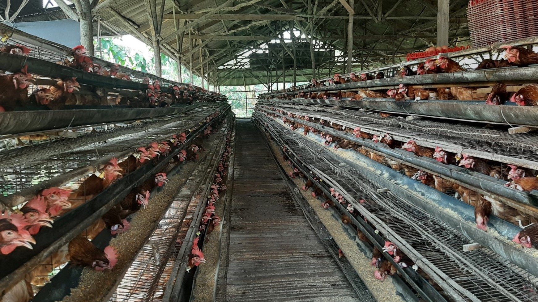 Peternakan Ayam di Bogor