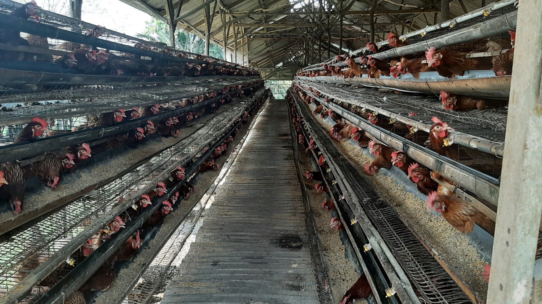 Peternakan Ayam di Bogor