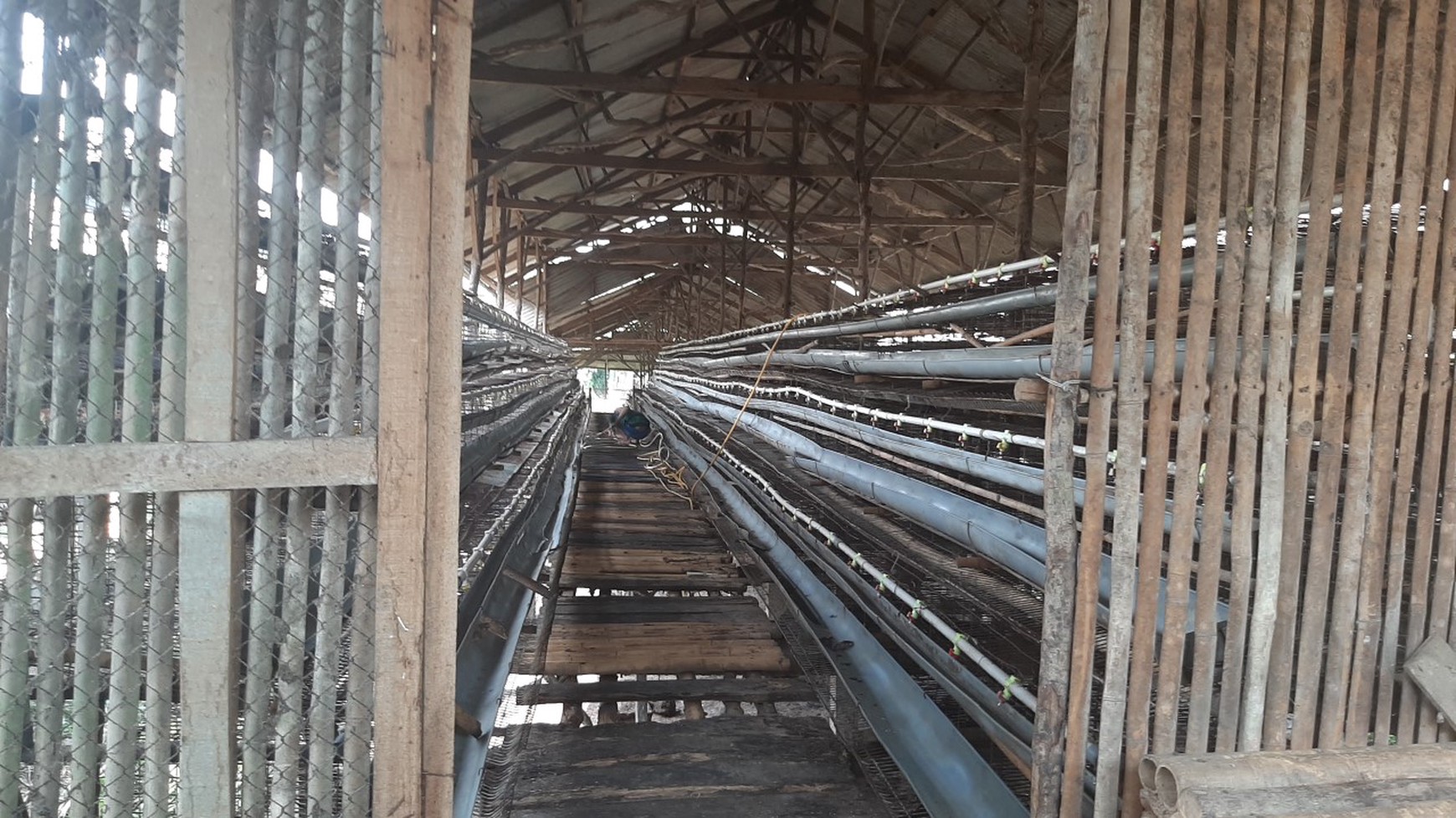 Peternakan Ayam di Bogor