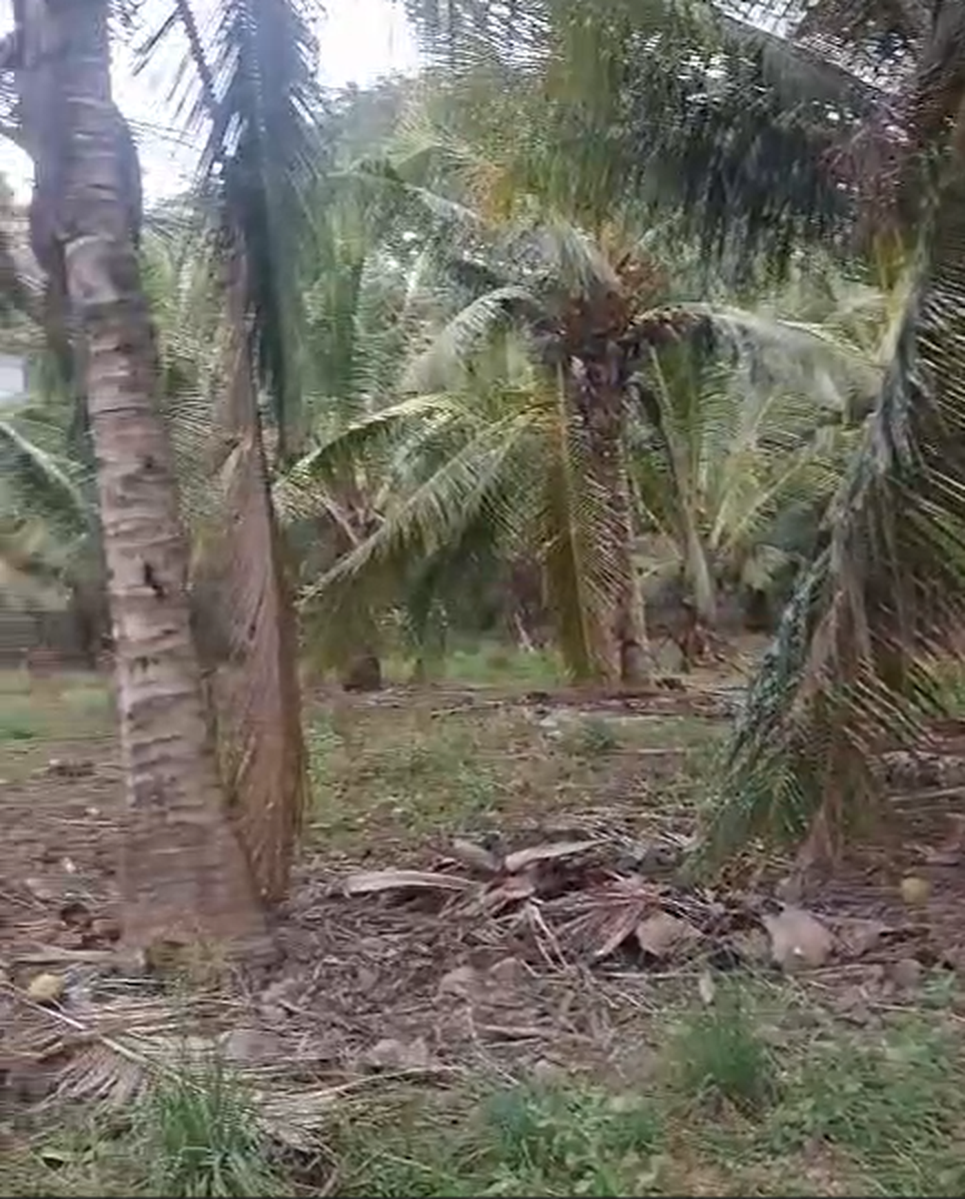 Kavling Murah Siap Bangun Lokasi Pinggir Jalan @Kota Labuan Bajo