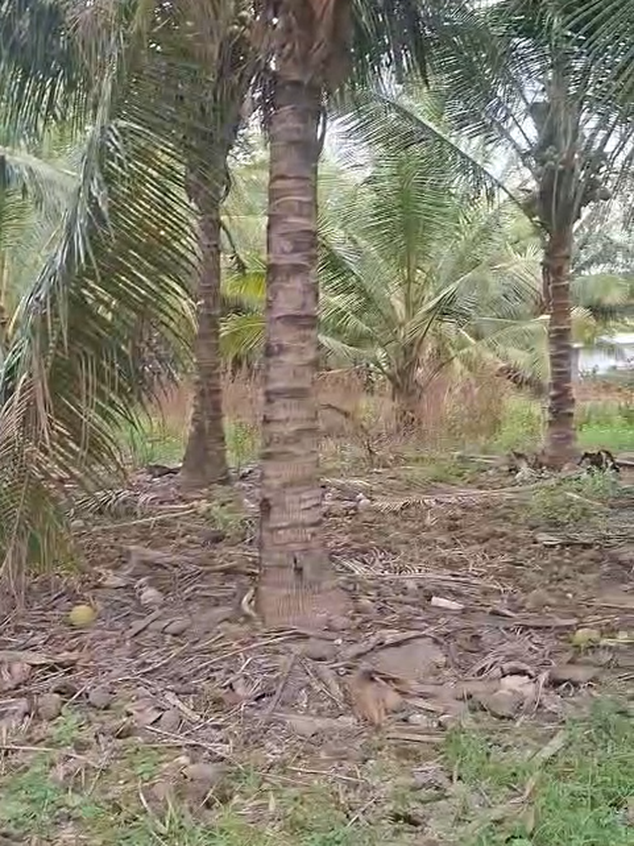Kavling Murah Siap Bangun Lokasi Pinggir Jalan @Kota Labuan Bajo