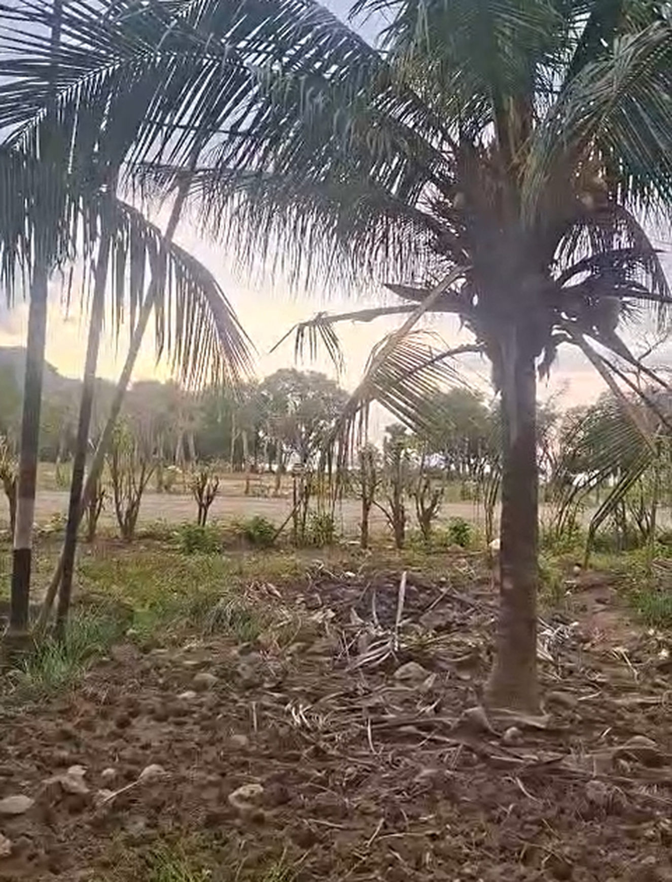 Kavling Murah Siap Bangun Lokasi Pinggir Jalan @Kota Labuan Bajo
