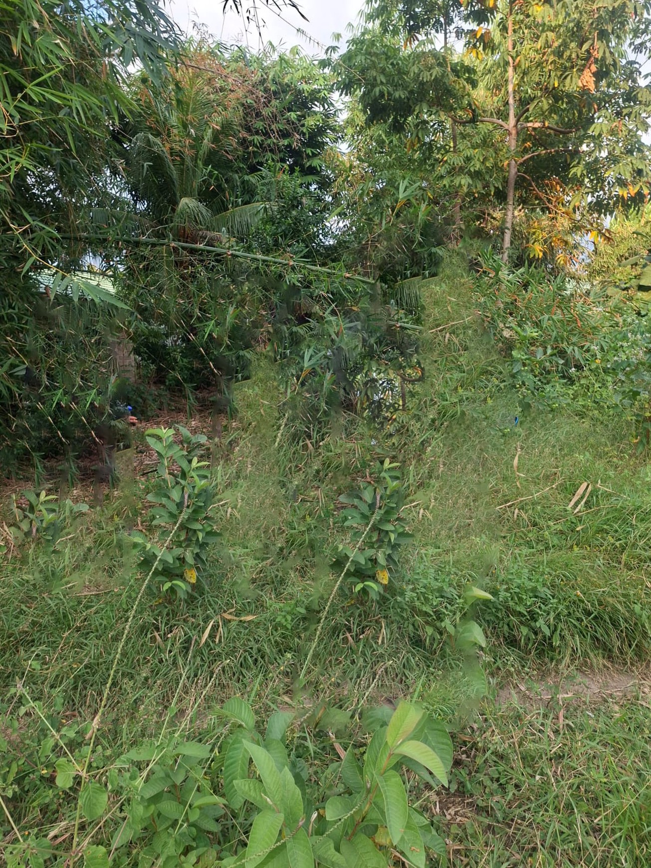 Kavling Murah Siap Bangun @Komodo, Manggarai Barat.