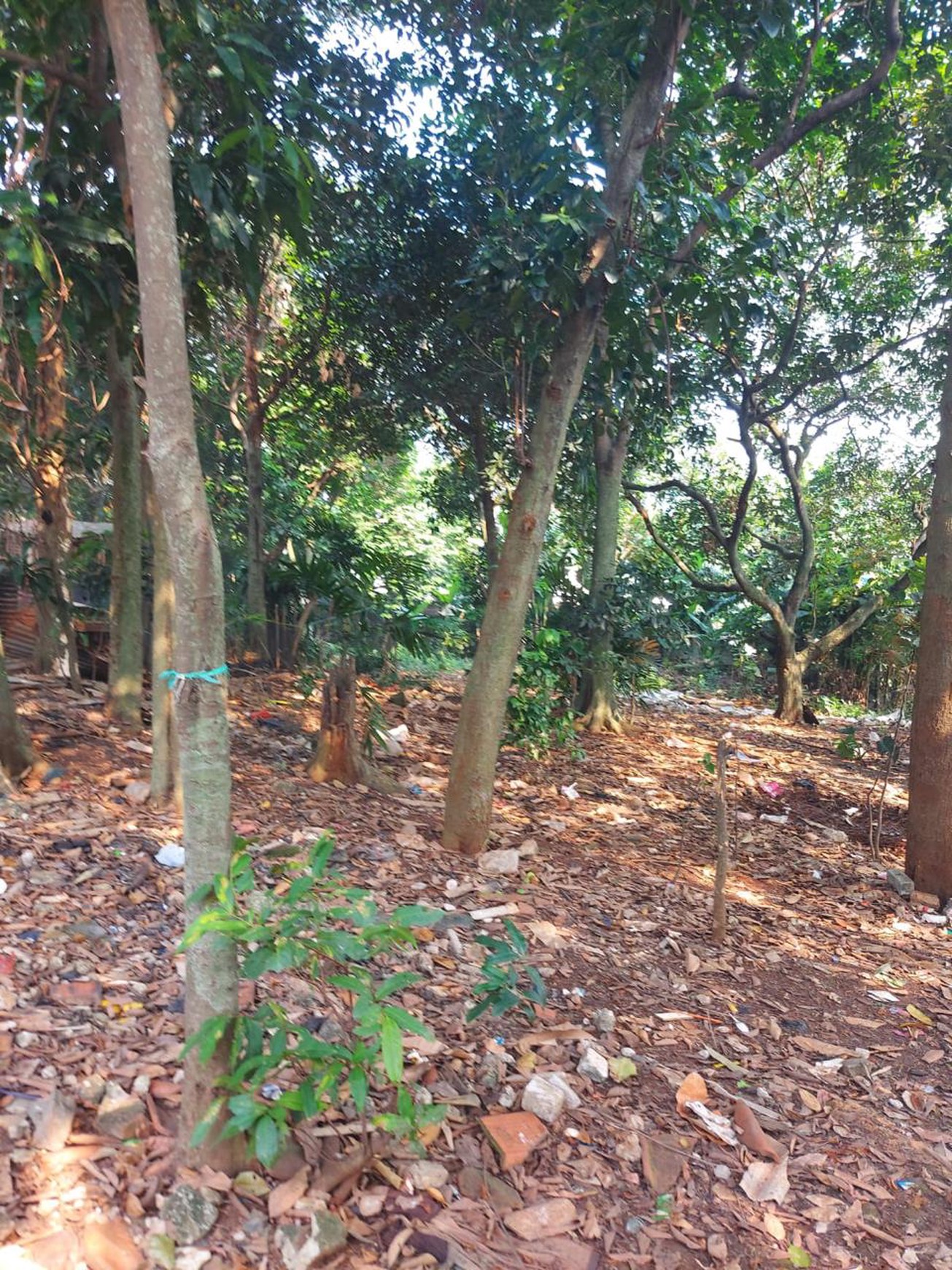 Cinere gandul pln tanah luas 3300 akses 1 mbl harga murah