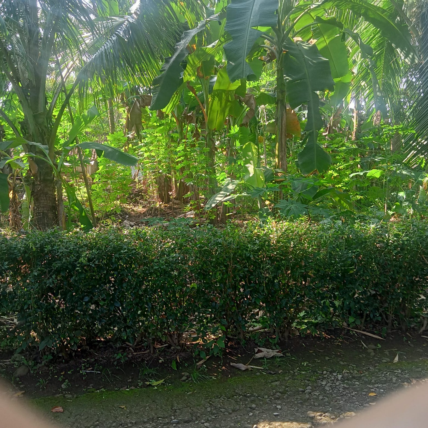 Tanah 1680 Meter Persegi Cocok Untuk Rumah Tinggal, Banyuurip Purworejo