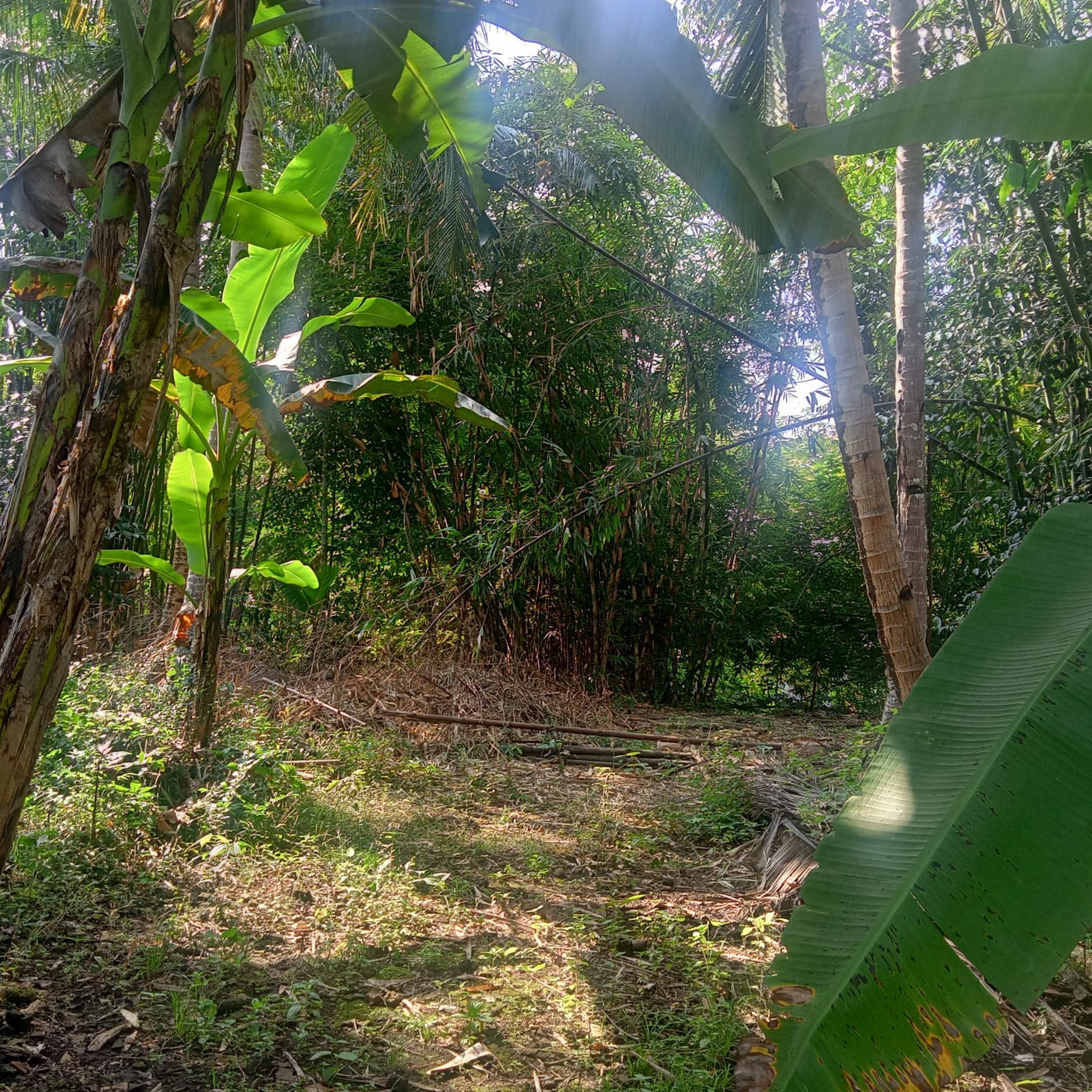 Tanah 1680 Meter Persegi Cocok Untuk Rumah Tinggal, Banyuurip Purworejo