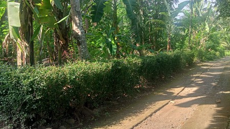 Tanah 1680 Meter Persegi Cocok Untuk Rumah Tinggal, Banyuurip Purworejo