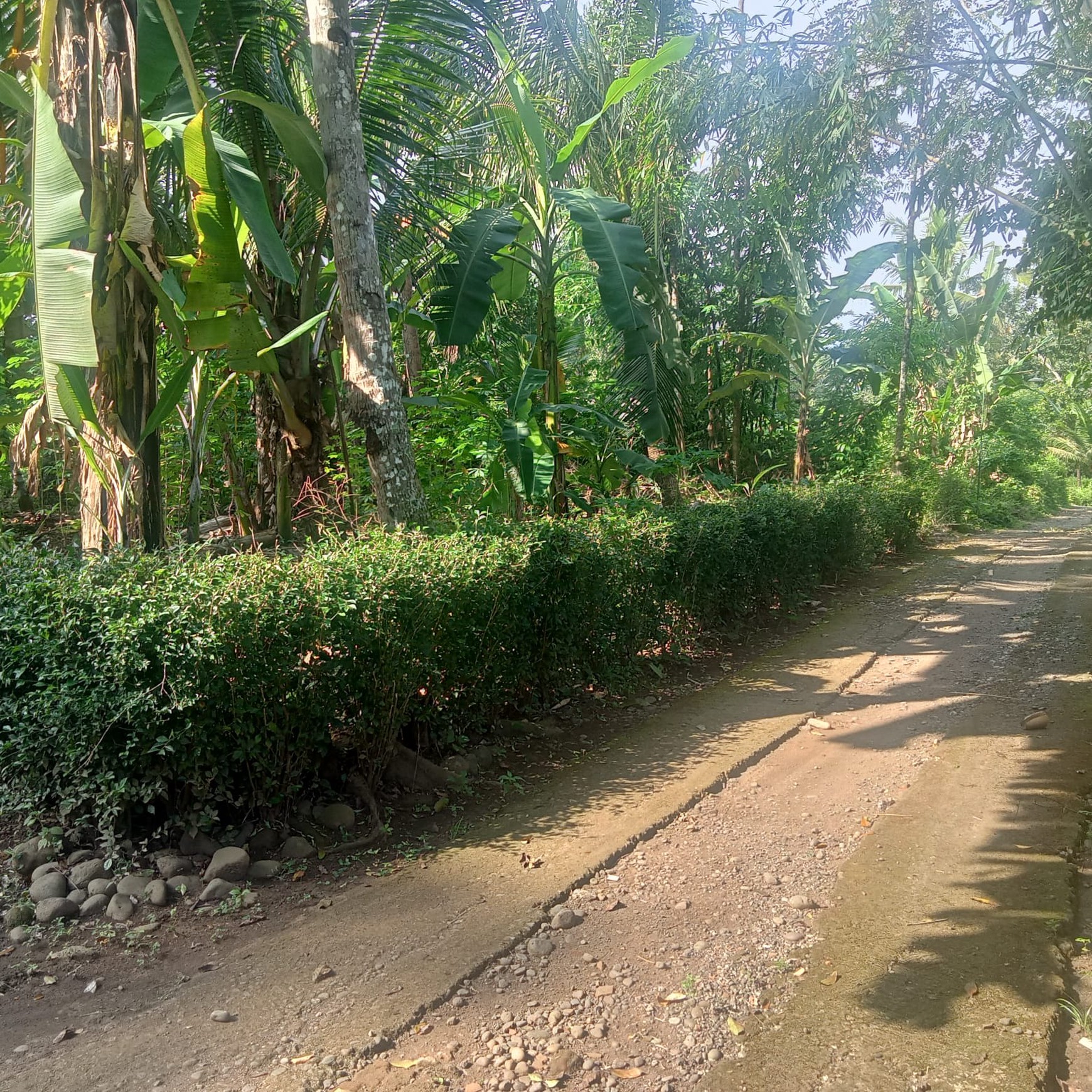 Tanah 1680 Meter Persegi Cocok Untuk Rumah Tinggal, Banyuurip Purworejo