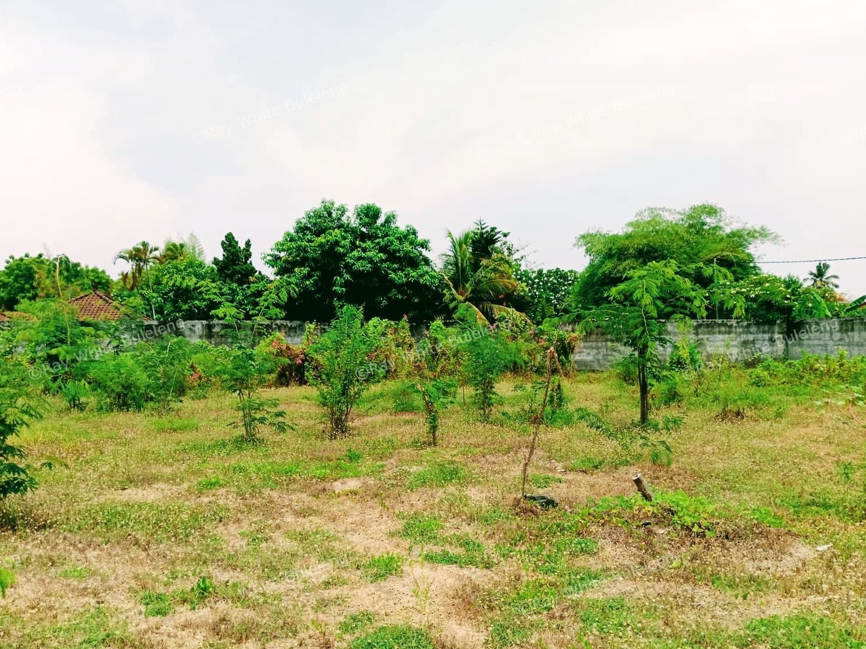 Prime Land in Central Lovina - Only 100 Meters from the Beach