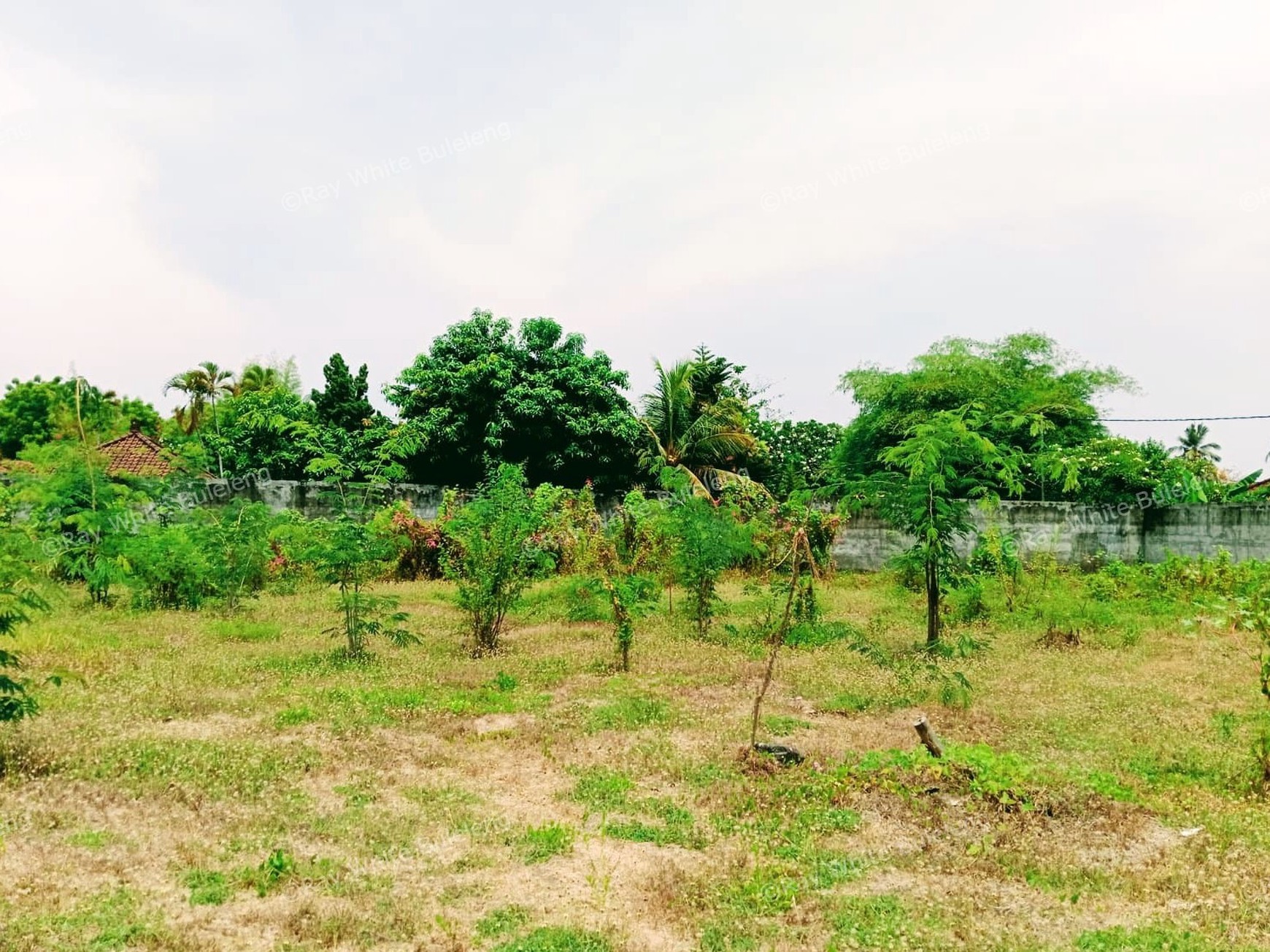 Prime Land in Central Lovina - Only 100 Meters from the Beach