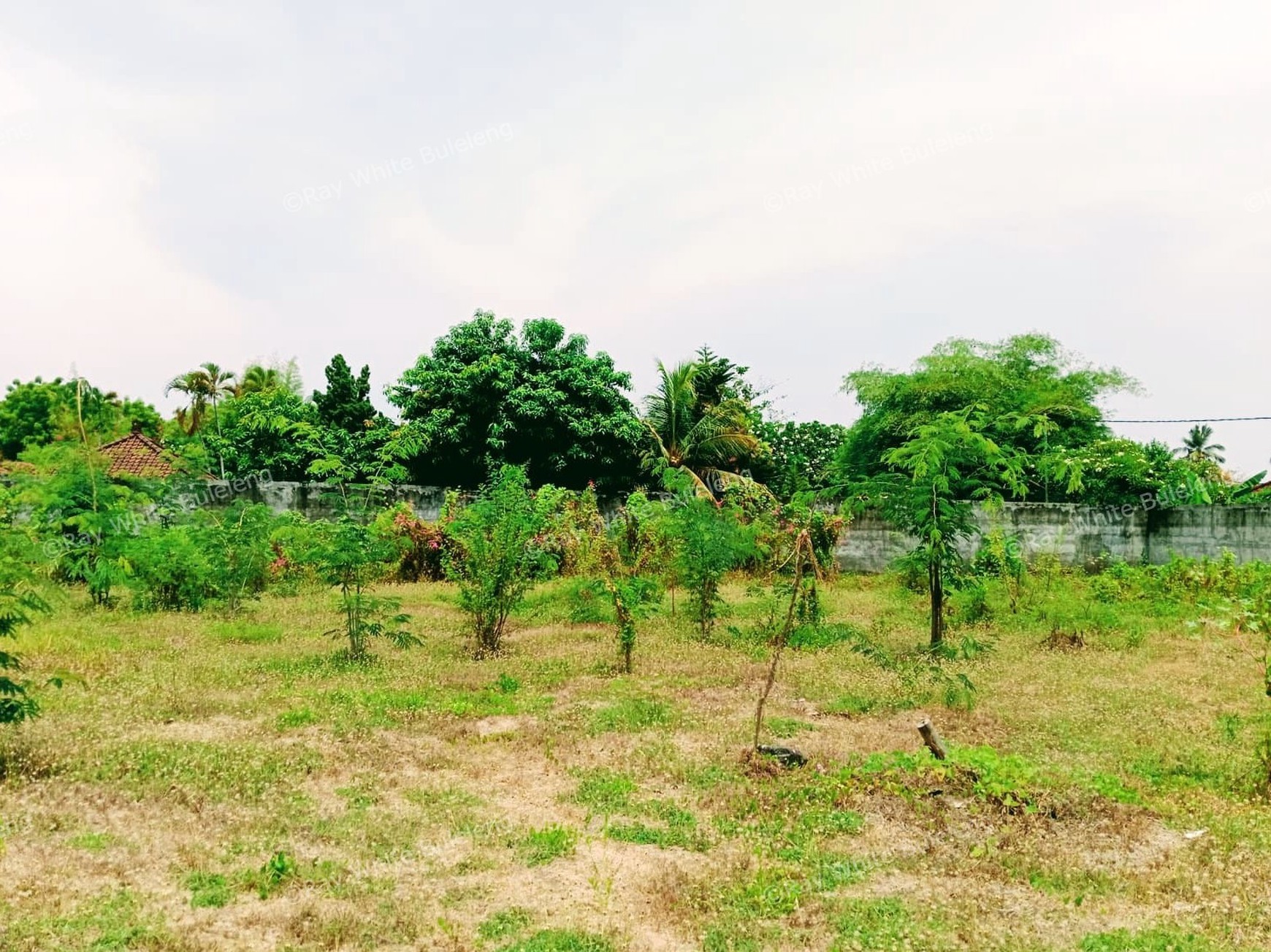 Prime Land in Central Lovina - Only 100 Meters from the Beach