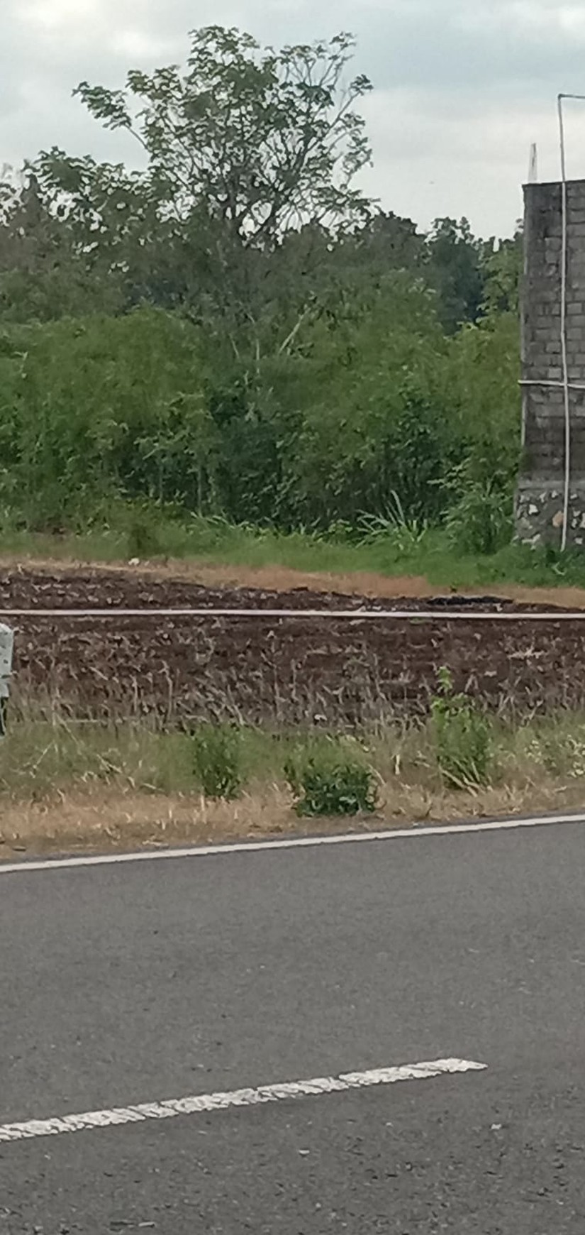 Tanah Luas 519 Meter Persegi Lokasi di Jl Alternatif Karang Mojo Playen Gunung Kidul 