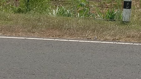 Tanah Luas 519 Meter Persegi Lokasi di Jl Alternatif Karang Mojo Playen Gunung Kidul 