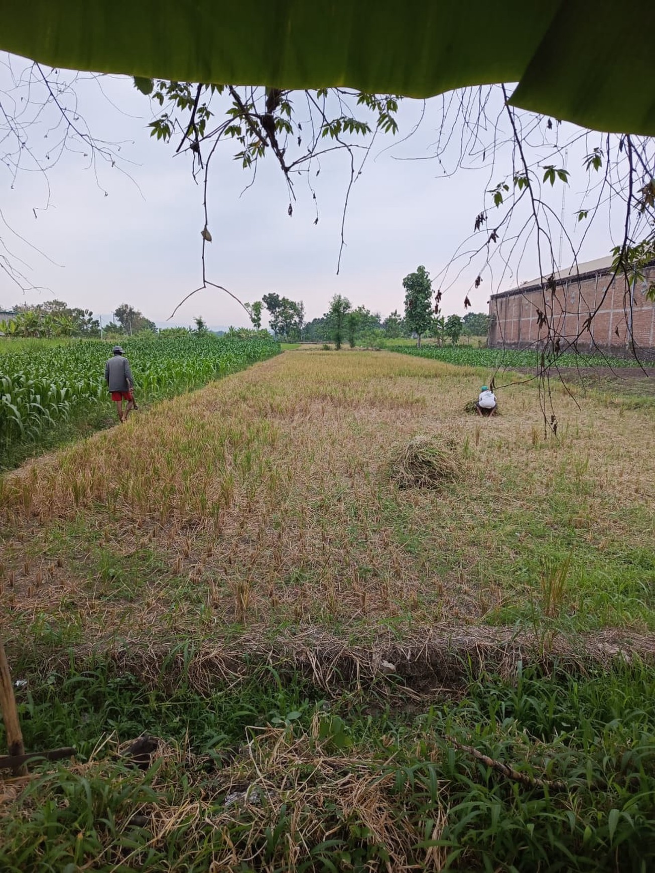 Tanah Sawah Luas 2325 Meter Persegi Lokasi Karanganom Klaten 