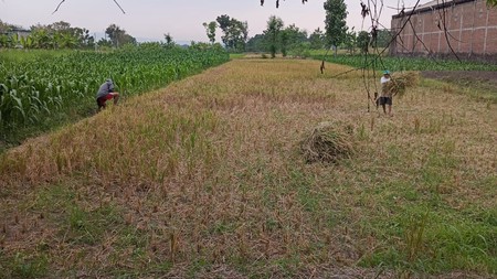 Tanah Sawah Luas 2325 Meter Persegi Lokasi Karanganom Klaten 