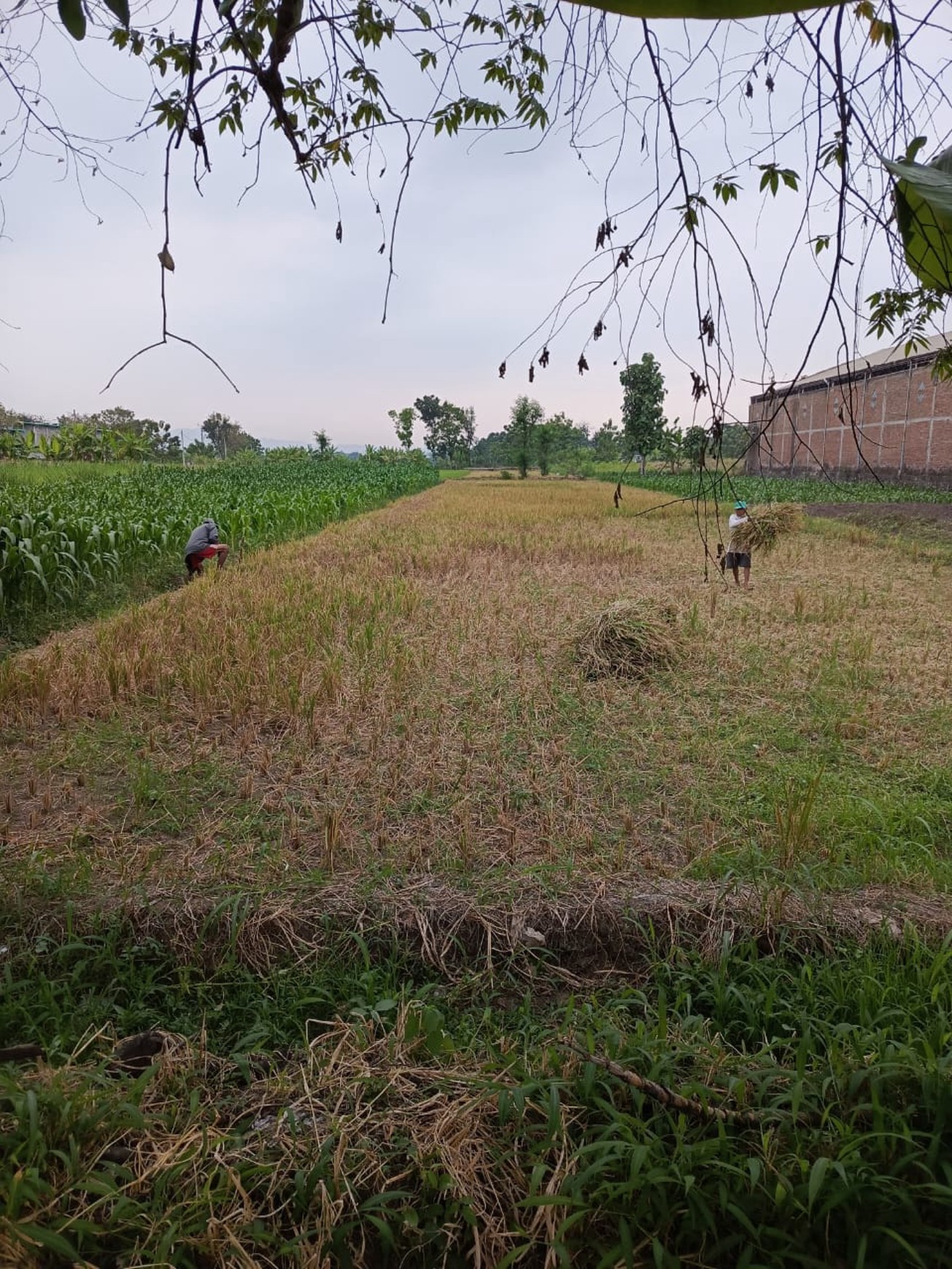 Tanah Sawah Luas 2325 Meter Persegi Lokasi Karanganom Klaten 