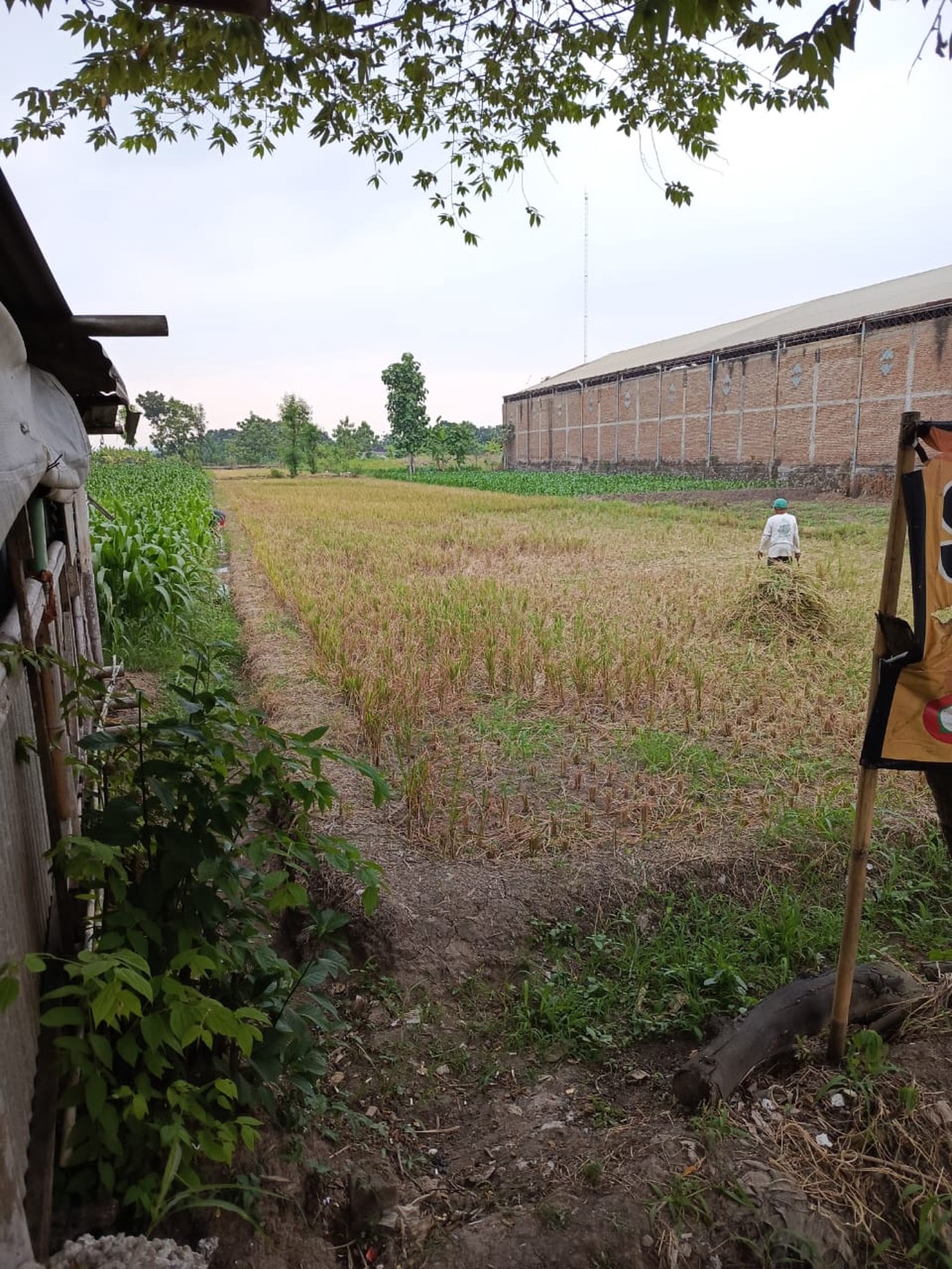 Tanah Sawah Luas 2325 Meter Persegi Lokasi Karanganom Klaten 