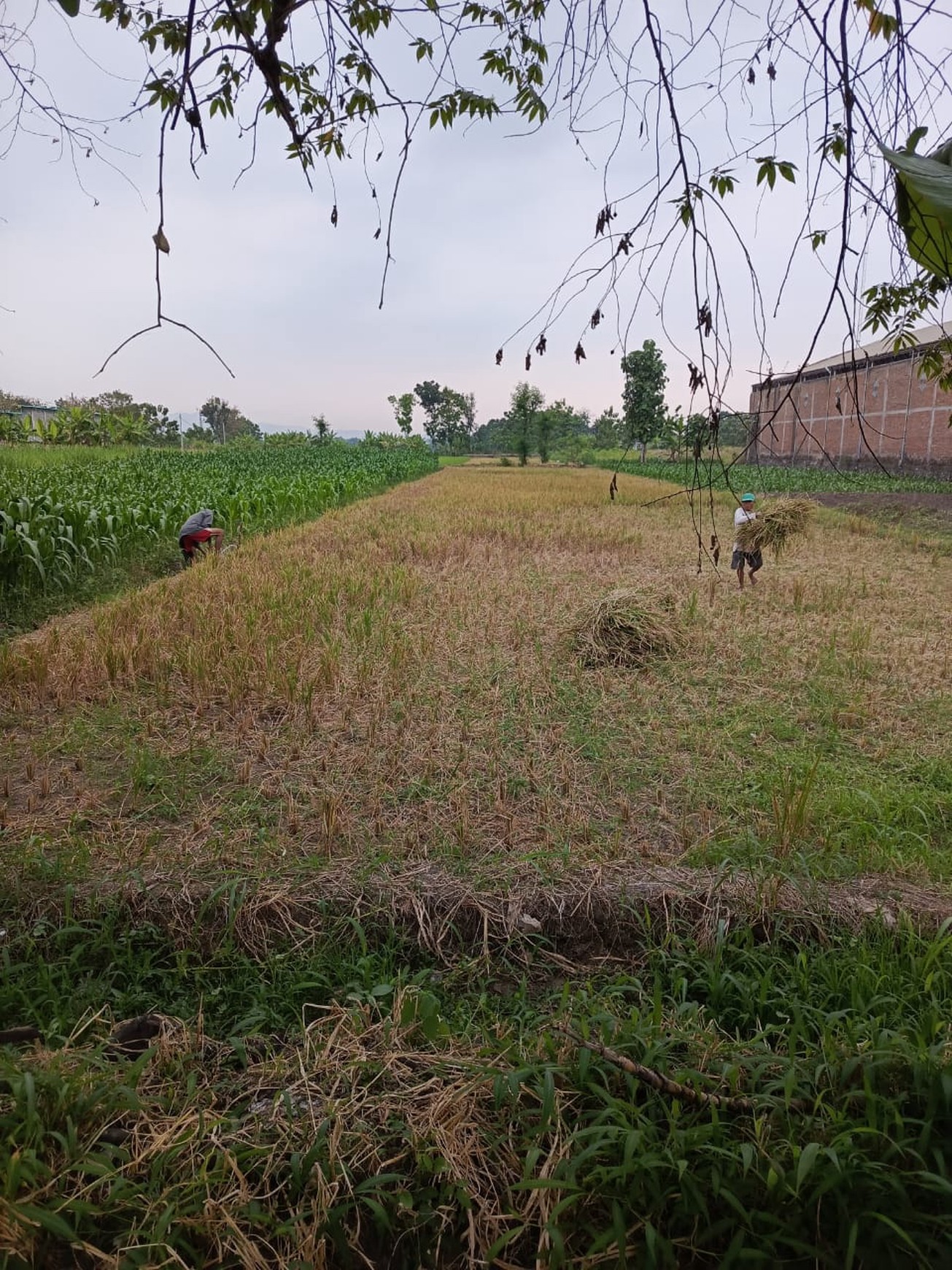 Tanah Sawah Luas 2325 Meter Persegi Lokasi Karanganom Klaten 