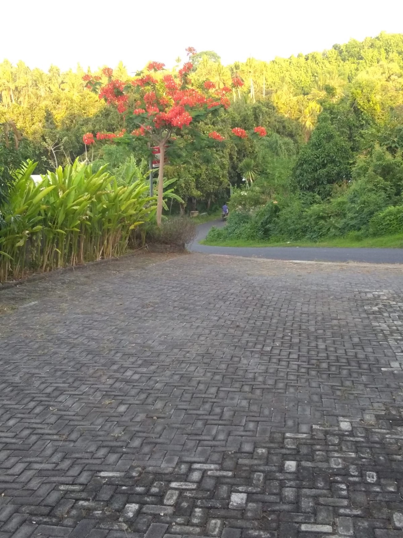 7 UNIT VILLA LOVINA DENGAN VIEW LAUT, DI TEMUKUS BALI, DEKAT KALIASEM, ANTURAN