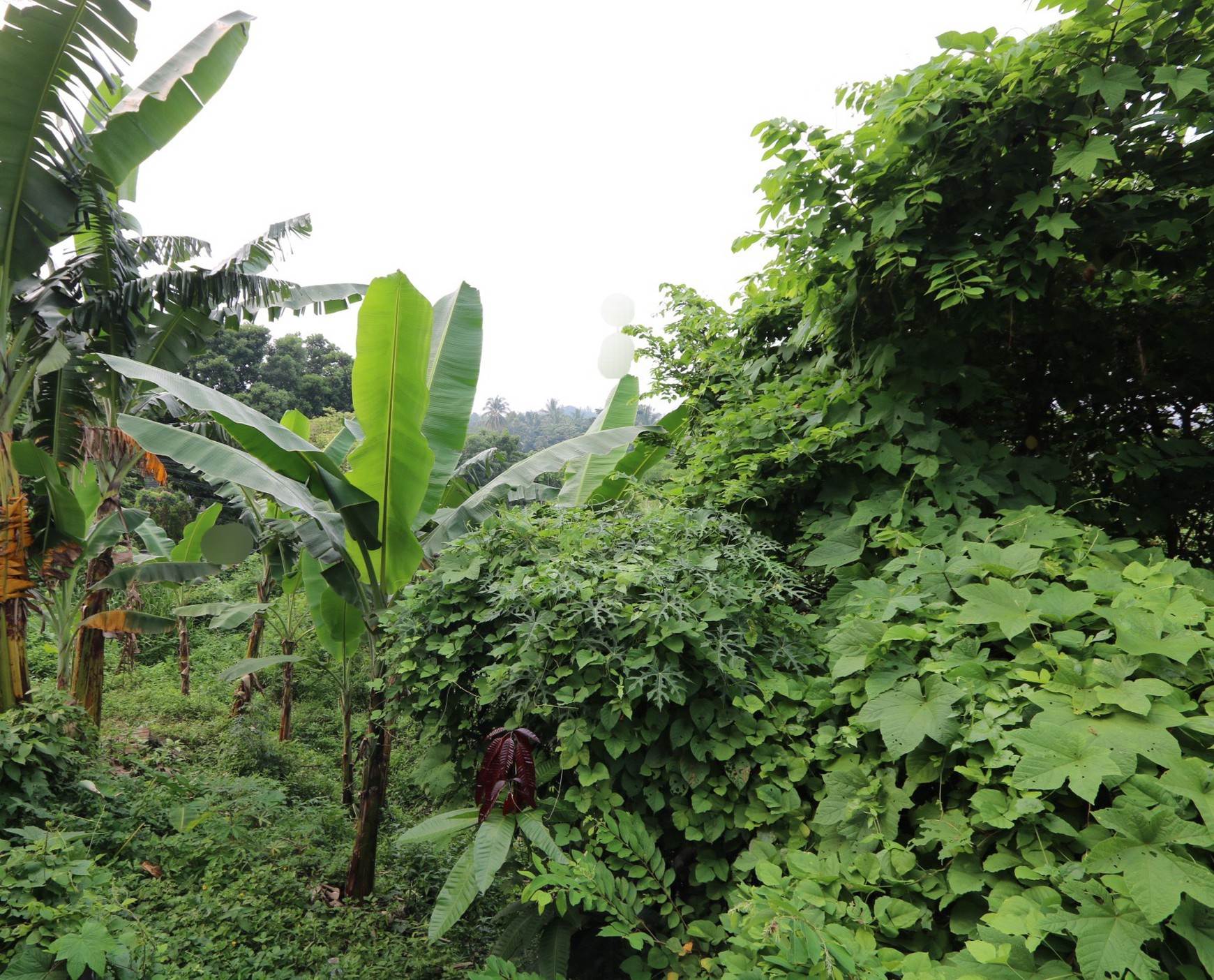 TANAH KAVLING DI PINGGIR JALAN SENTUL CITY, AKSES MUDAH KE AEON MALL, CLUSTER NORTRIDGE, SANCTUARY