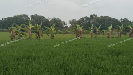 Strategic Lease Land in North Canggu - Ideal for Residential Development