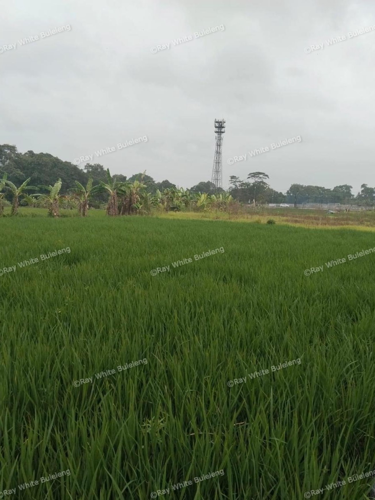 Strategic Lease Land in North Canggu - Ideal for Residential Development