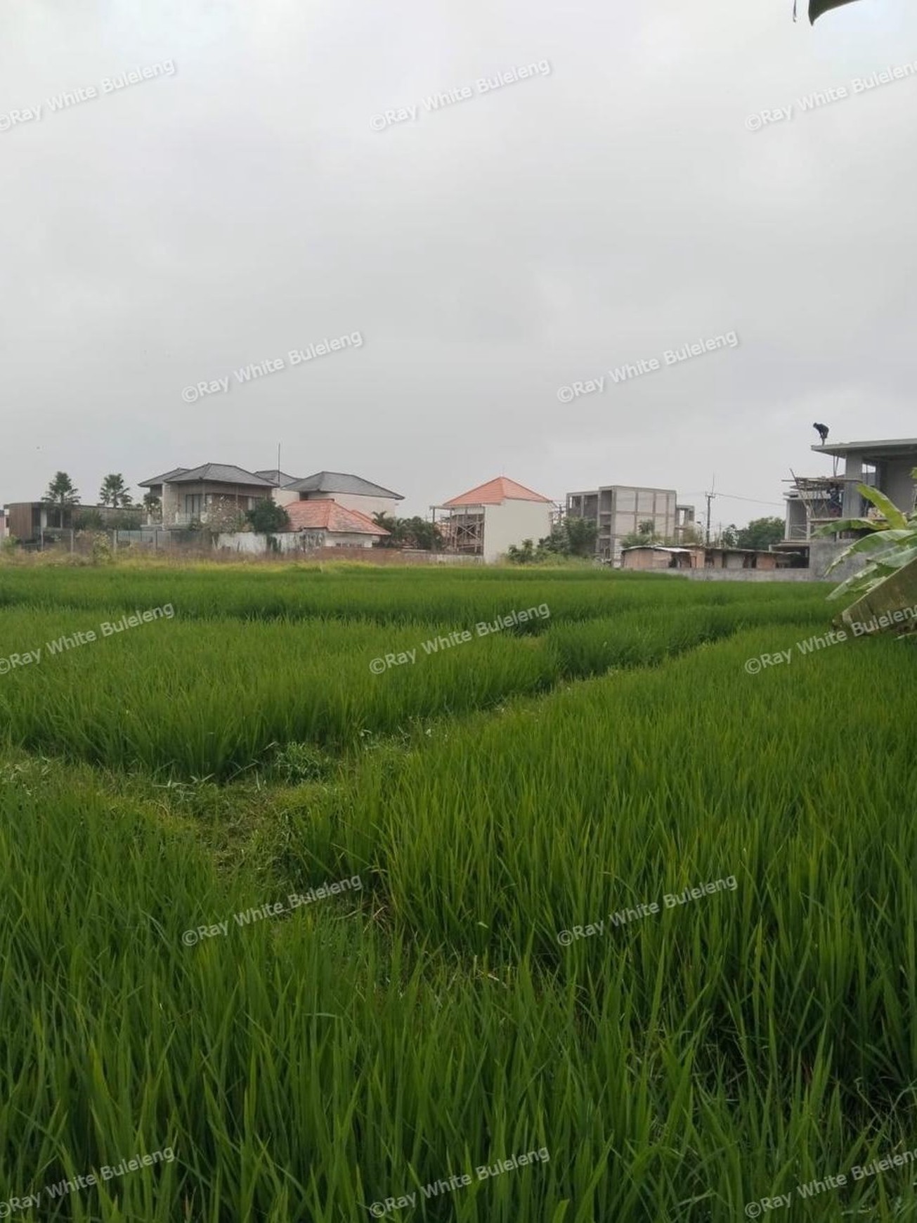 Strategic Lease Land in North Canggu - Ideal for Residential Development