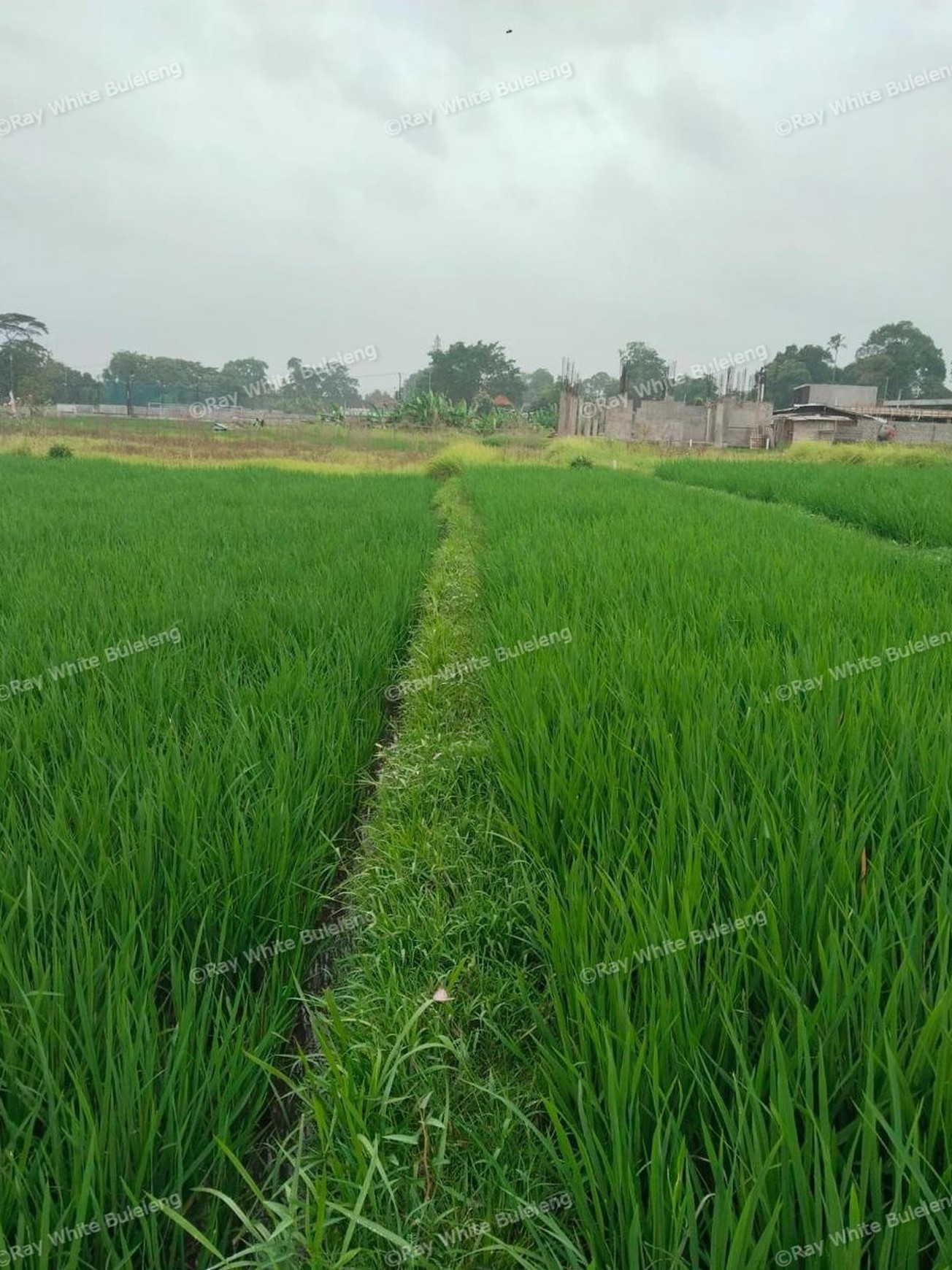 Strategic Lease Land in North Canggu - Ideal for Residential Development