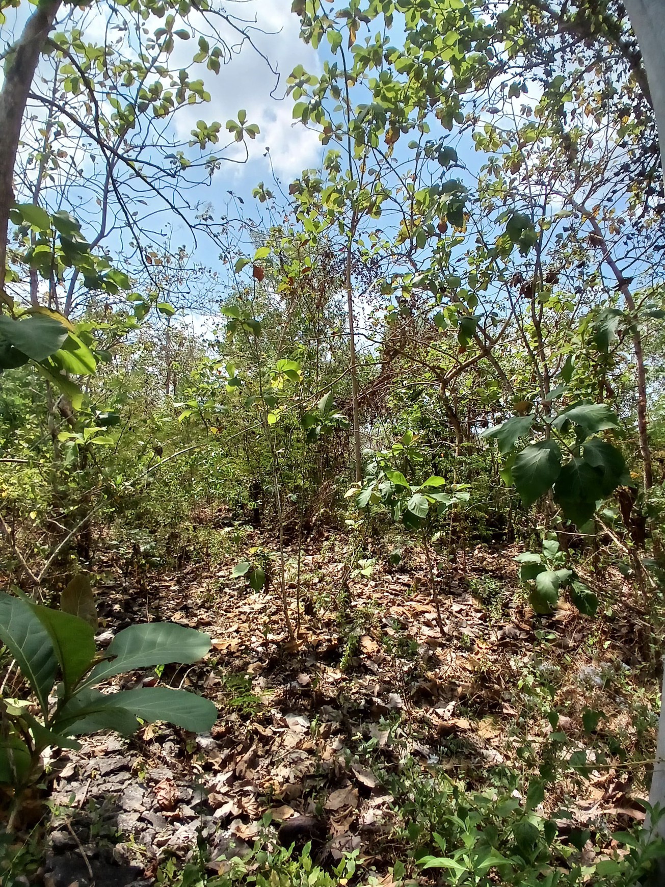 Tanah 2153 Meter Persegi Cocok Untuk Perumahan Di Pajangan, Bantul, Yogyakarta