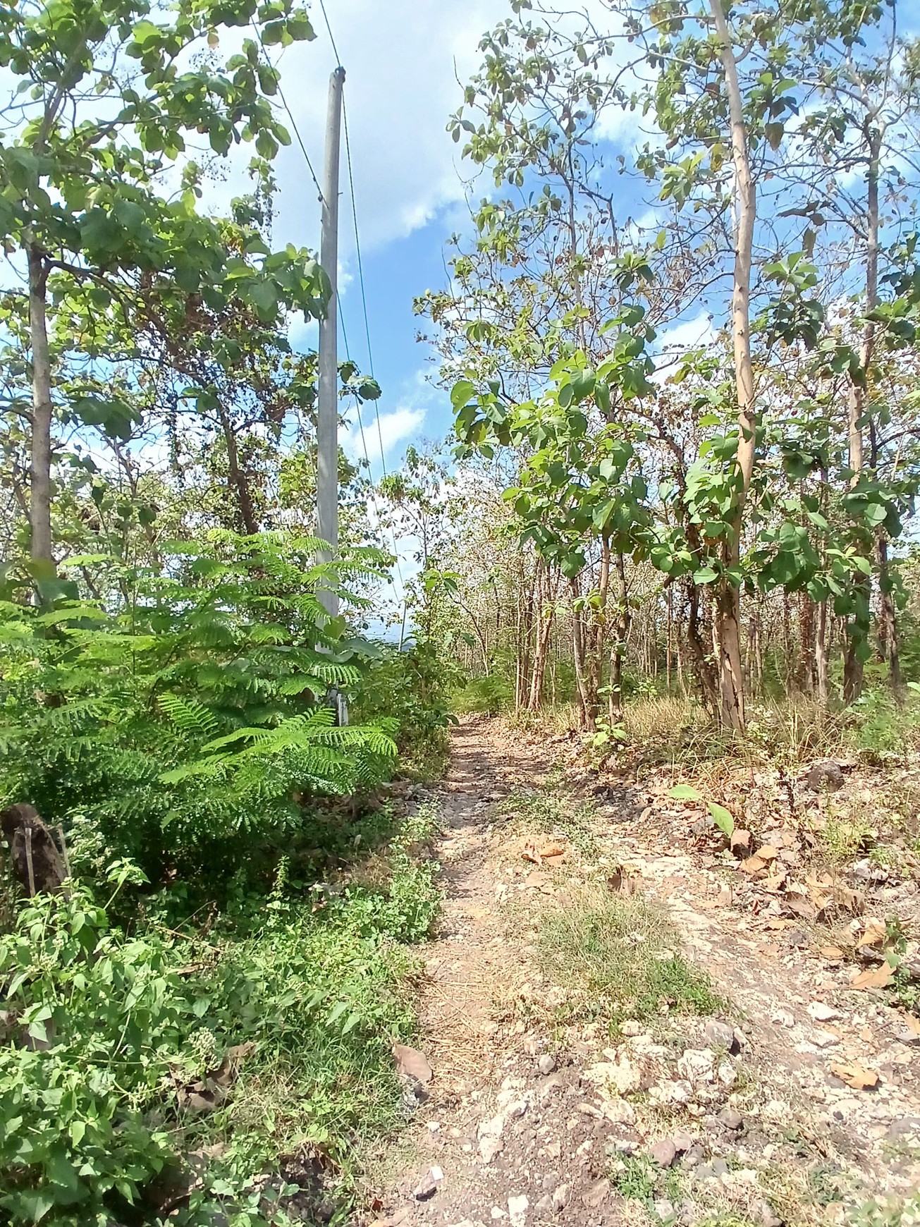 Tanah 2153 Meter Persegi Cocok Untuk Perumahan Di Pajangan, Bantul, Yogyakarta