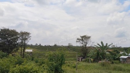 Peaceful Leasehold Land in North Canggu - 25+ Year Term Opportunity
