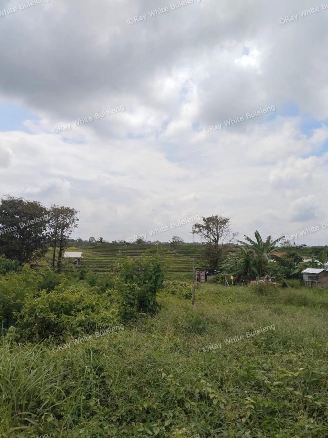 Peaceful Leasehold Land in North Canggu - 25+ Year Term Opportunity