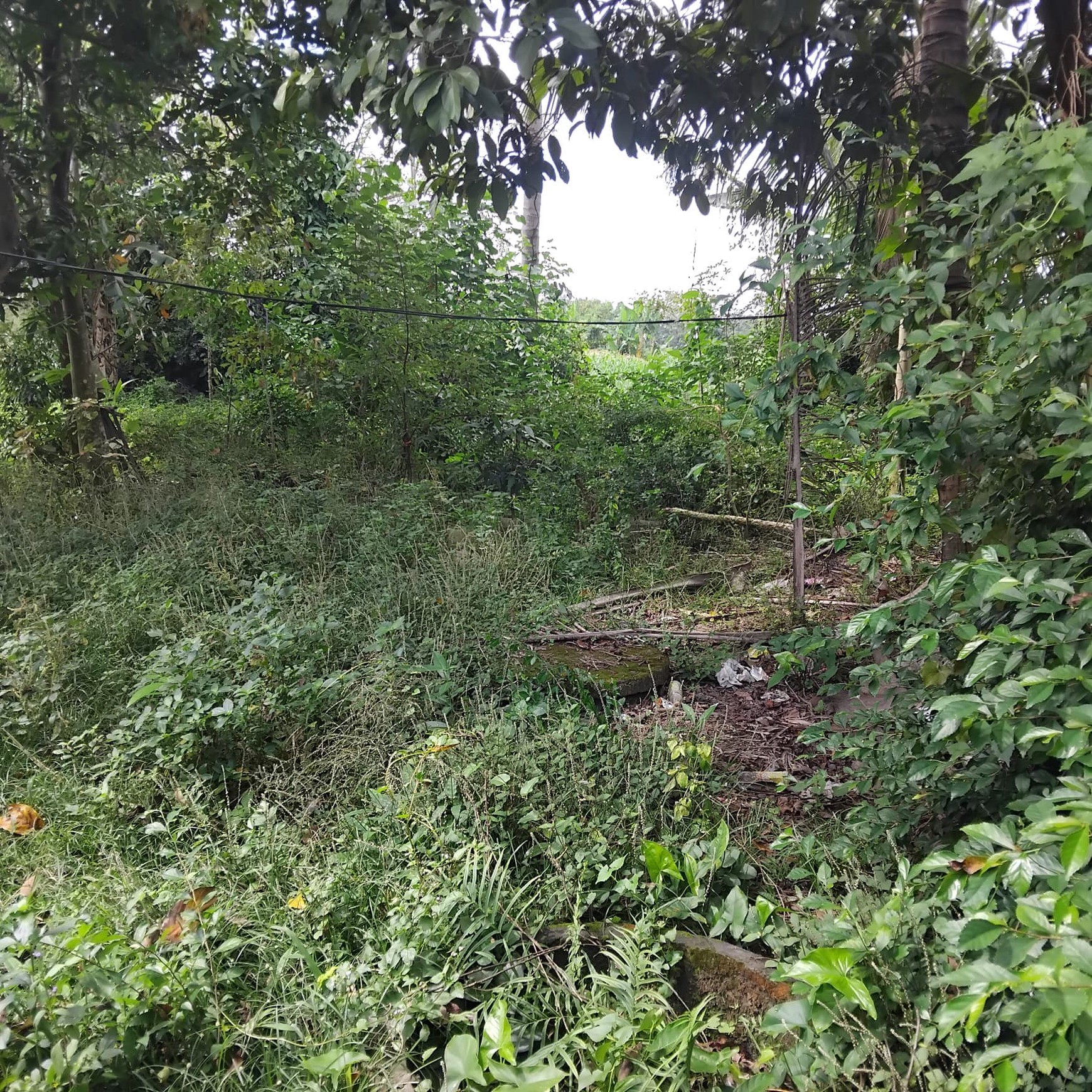 Tanah Pekarangan Lokasi Strategis di Dekat Pasar Cebongan Mlati Sleman 