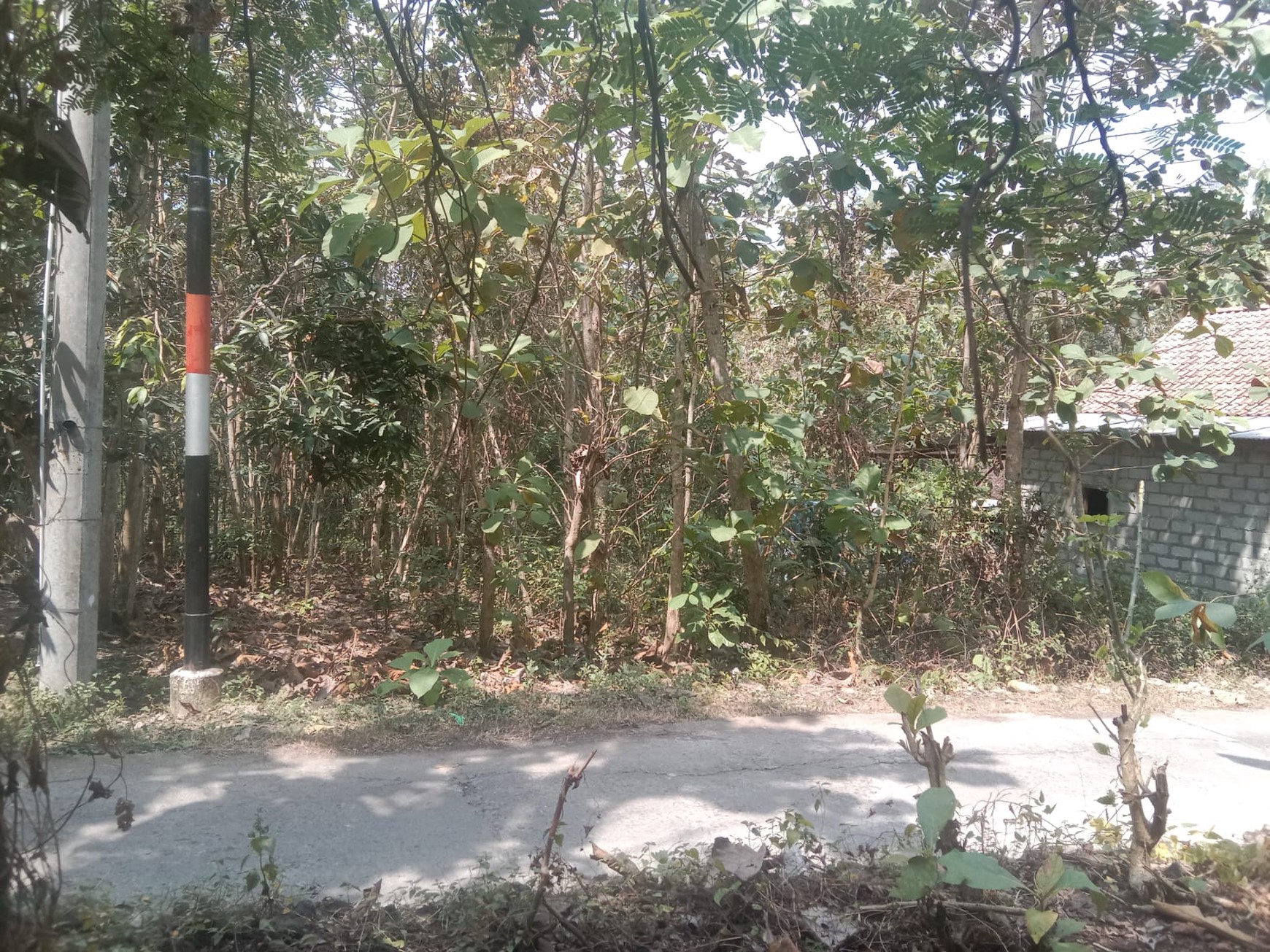 Tanah 1338 Meter Persegi Di Bangunjiwo Kasihan Bantul