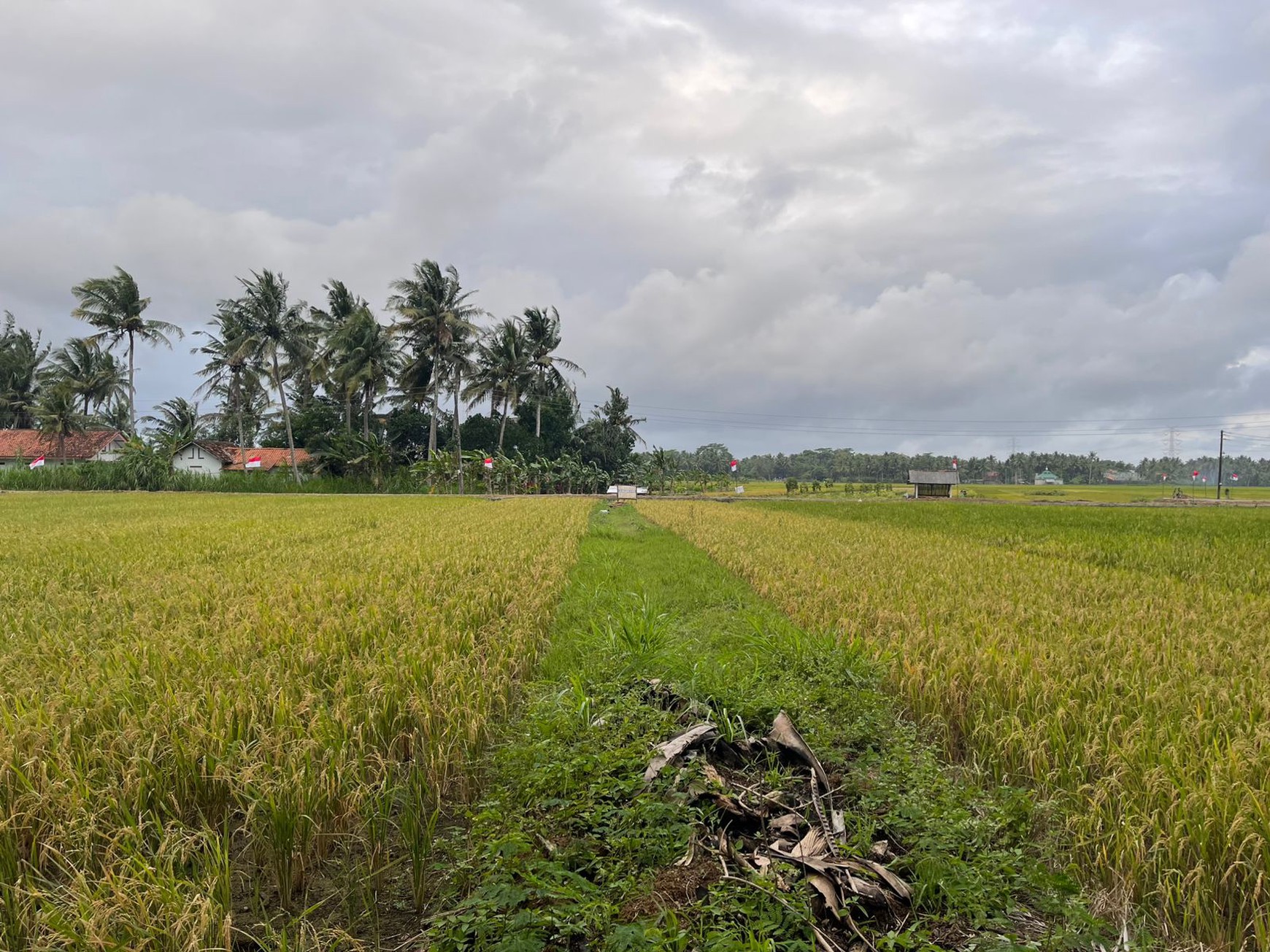 Tanah Sawah 753 Meter persegi Strategis Sangat Dekat Dengan Bandara YIA Temon Kulonprogo