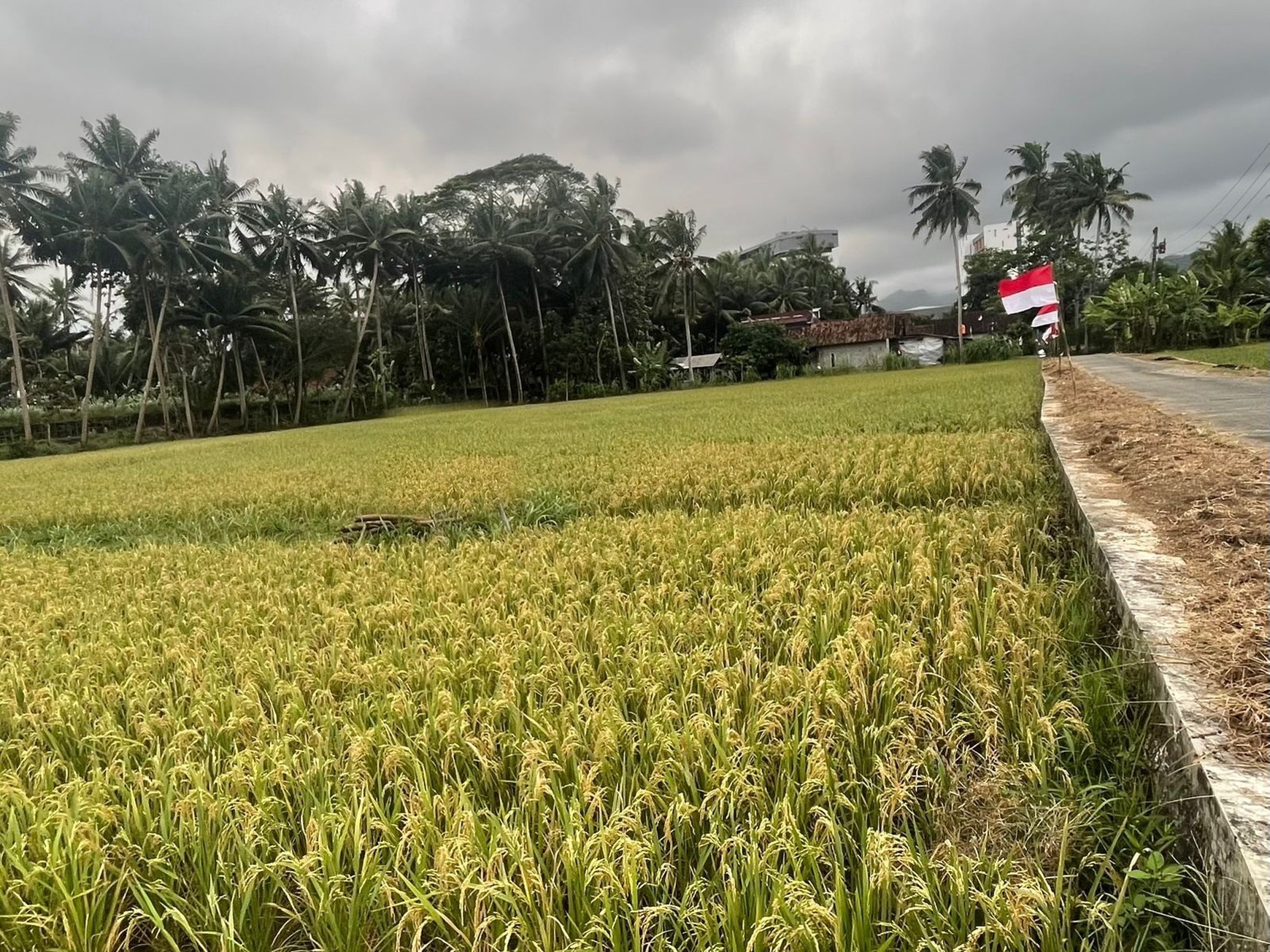 Tanah Sawah 753 Meter persegi Strategis Sangat Dekat Dengan Bandara YIA Temon Kulonprogo