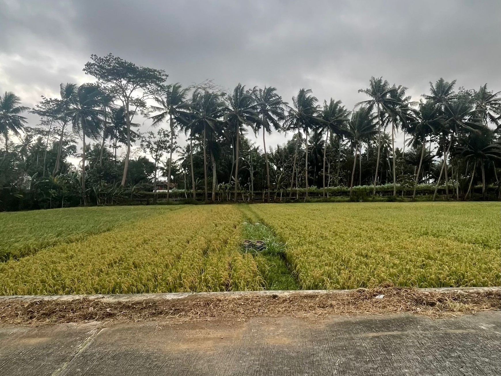 Tanah Sawah 753 Meter persegi Strategis Sangat Dekat Dengan Bandara YIA Temon Kulonprogo