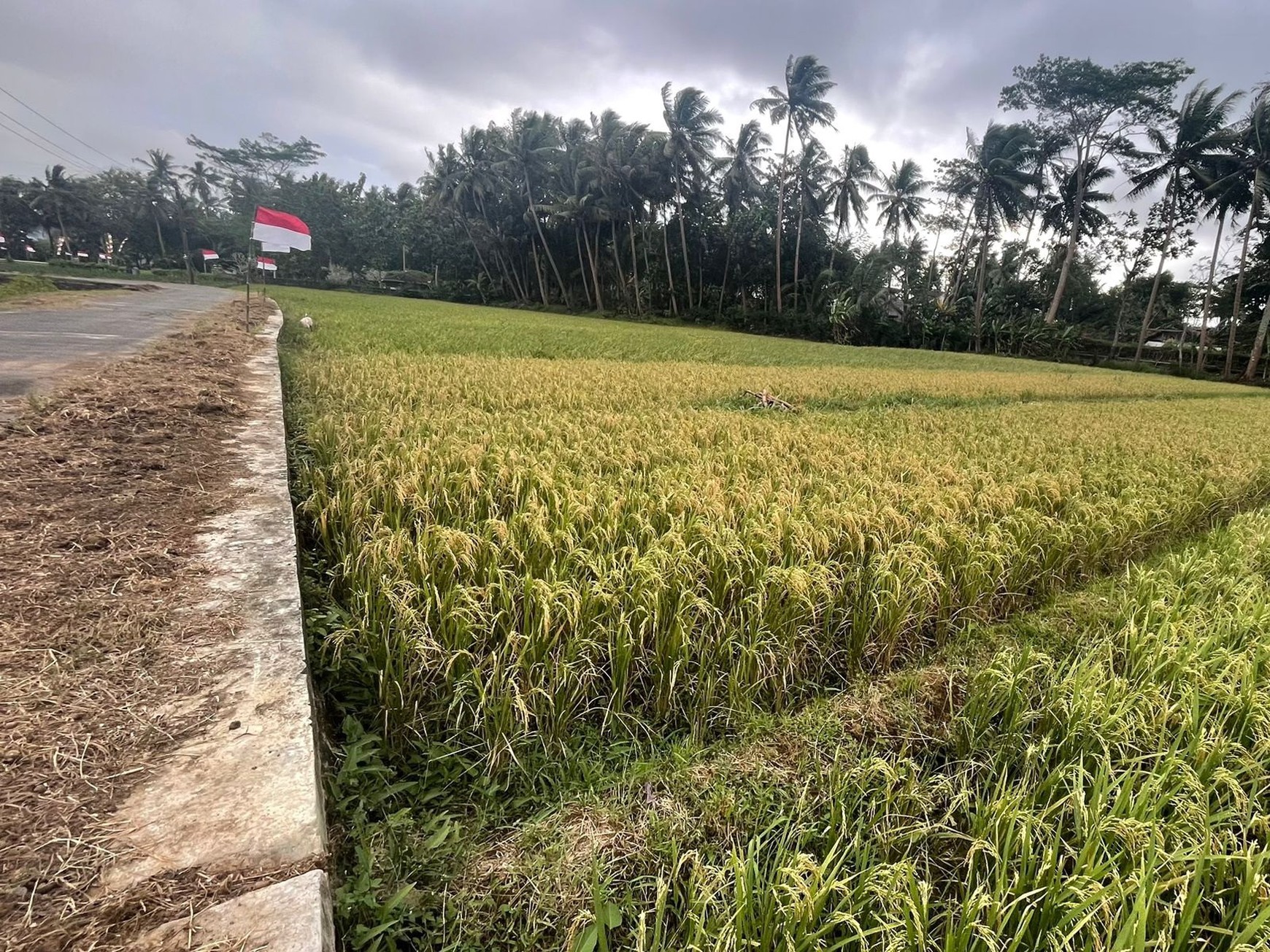 Tanah Sawah 753 Meter persegi Strategis Sangat Dekat Dengan Bandara YIA Temon Kulonprogo