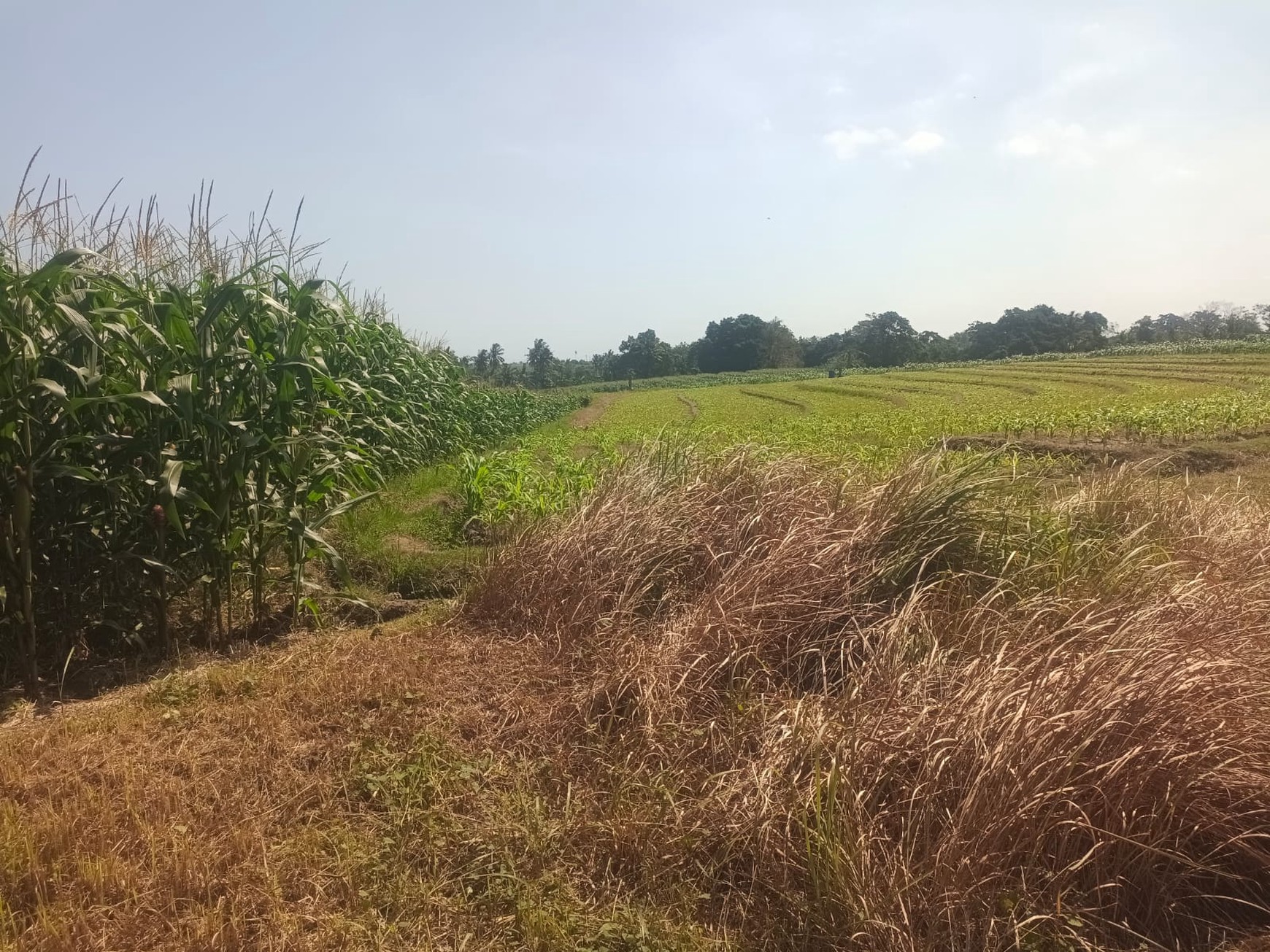 Land Freehold Close To The Beach Tabanan Bali