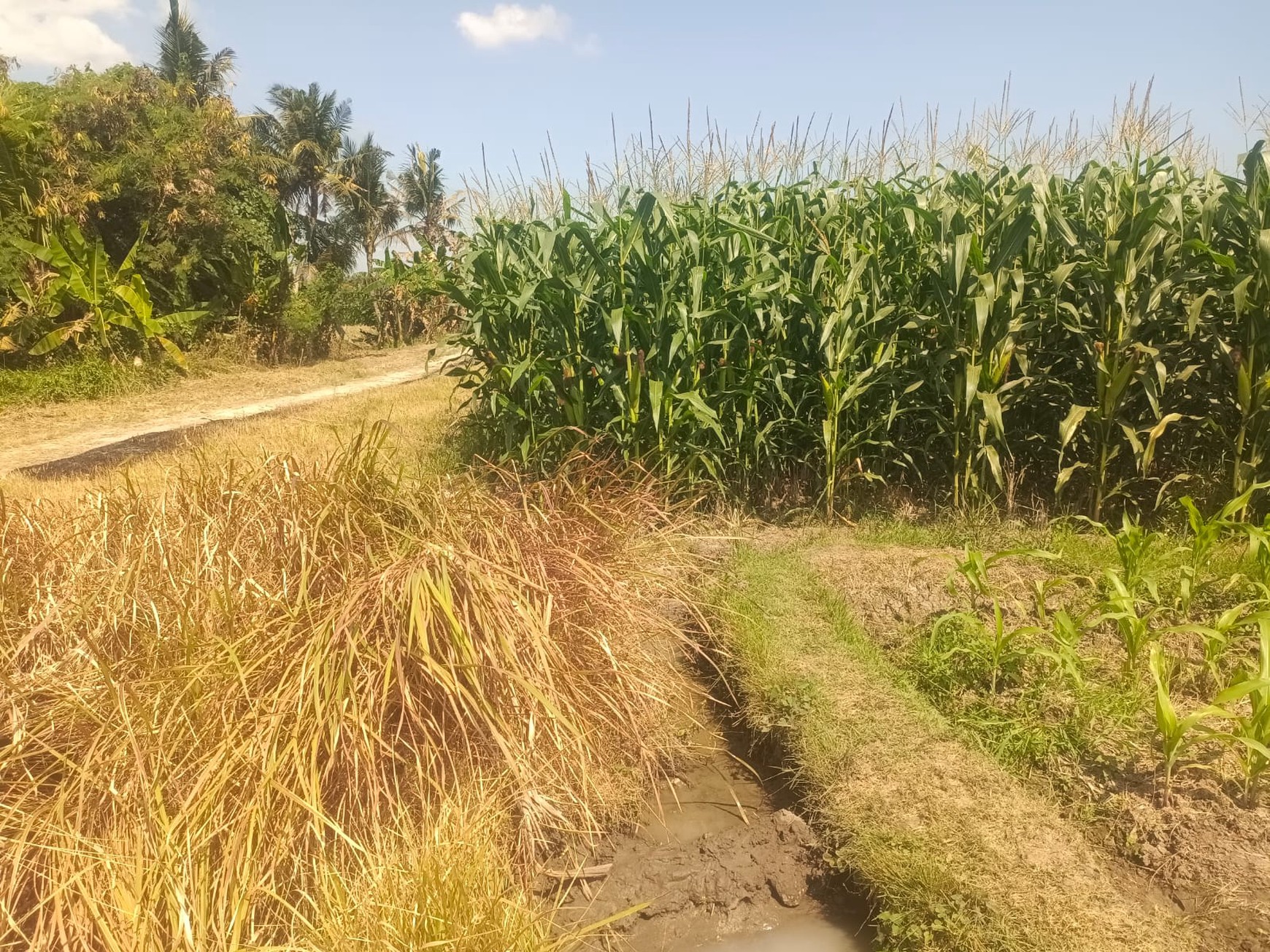 Land Freehold Close To The Beach Tabanan Bali