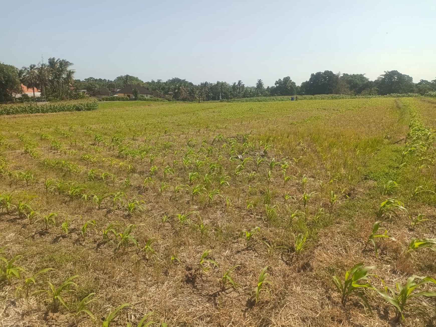 Land Freehold Close To The Beach Tabanan Bali