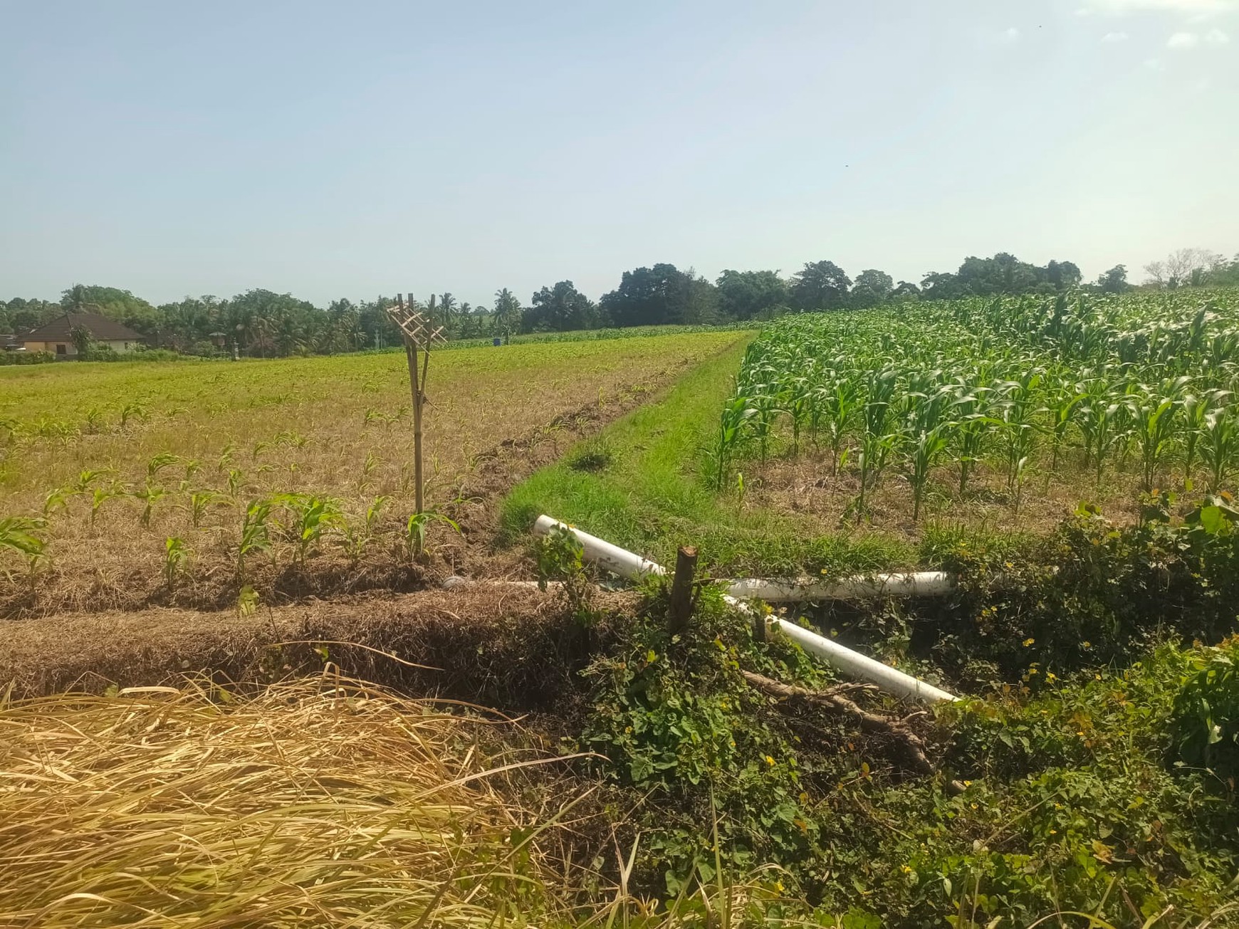 Land Freehold Close To The Beach Tabanan Bali