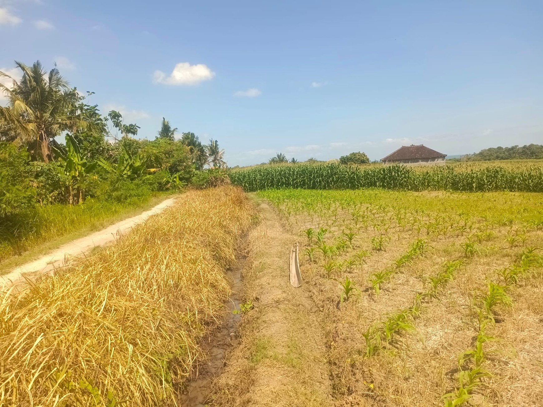 Land Freehold Close To The Beach Tabanan Bali