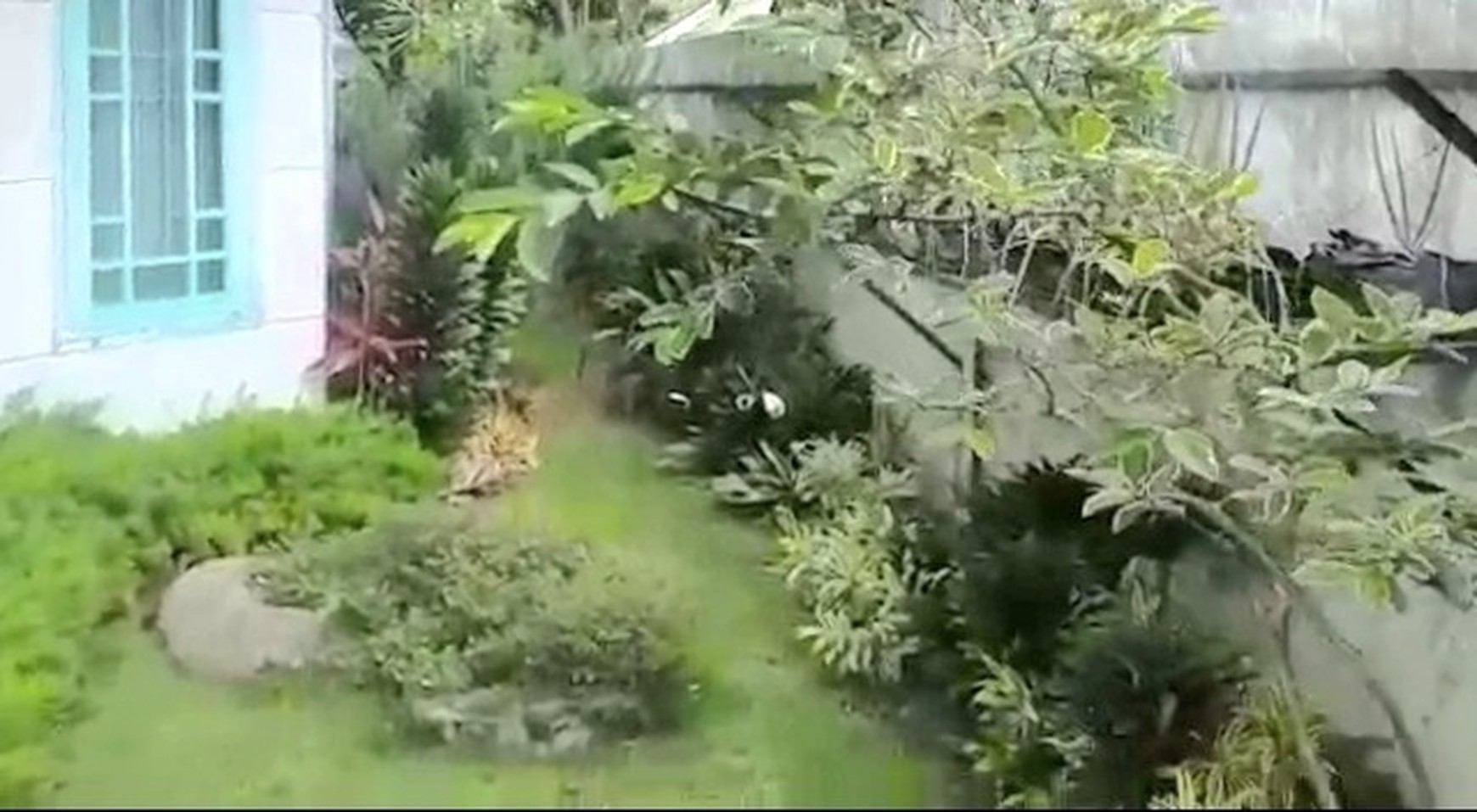 Villa Palem Garden, Puncak, dengan taman di sekeliling rumah. Pohon-pohon yang rajin berbuah. Landscape menawan dgn gazebo cantik.