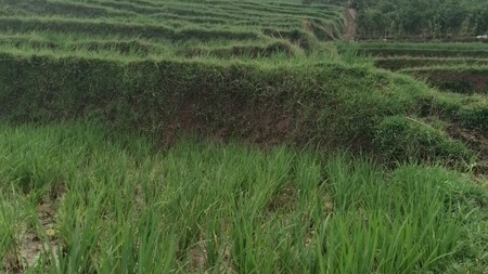 DIJUAL LAHAN LUAS DAN STRATEGIS UNTUK USAHA WISATA PERKEBUNAN DAN PERTANIAN