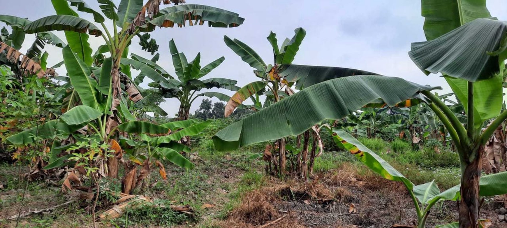 DIJUAL SEBIDANG TANAH STRATEGIS DI KECAMATAN PANJANG KOTA BANDAR LAMPUNG