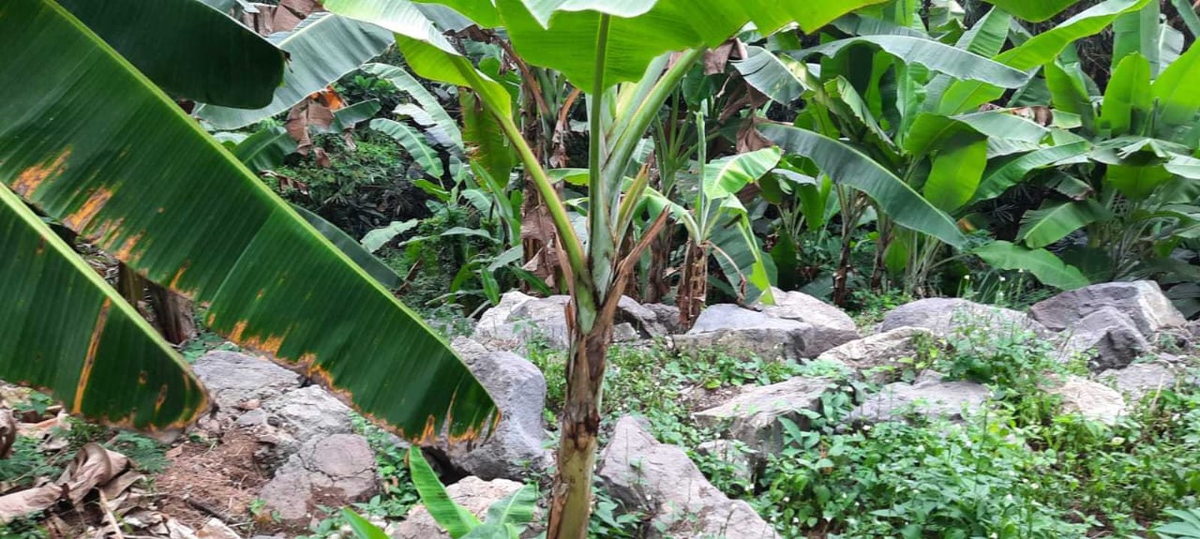 DIJUAL SEBIDANG TANAH STRATEGIS DI KECAMATAN PANJANG KOTA BANDAR LAMPUNG