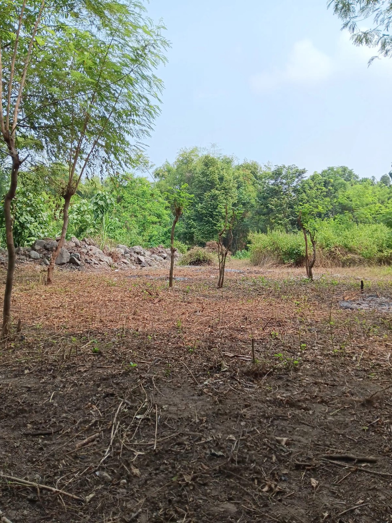 Tanah Pekarangan 990 Meter Persegi Cocok Untuk Mini Cluster, Tirtomartani, Kalasan, Sleman