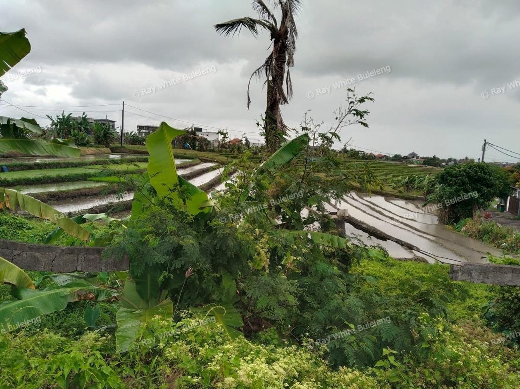 Land with Rice Field View in Mengwi, Badung - Great Investment 